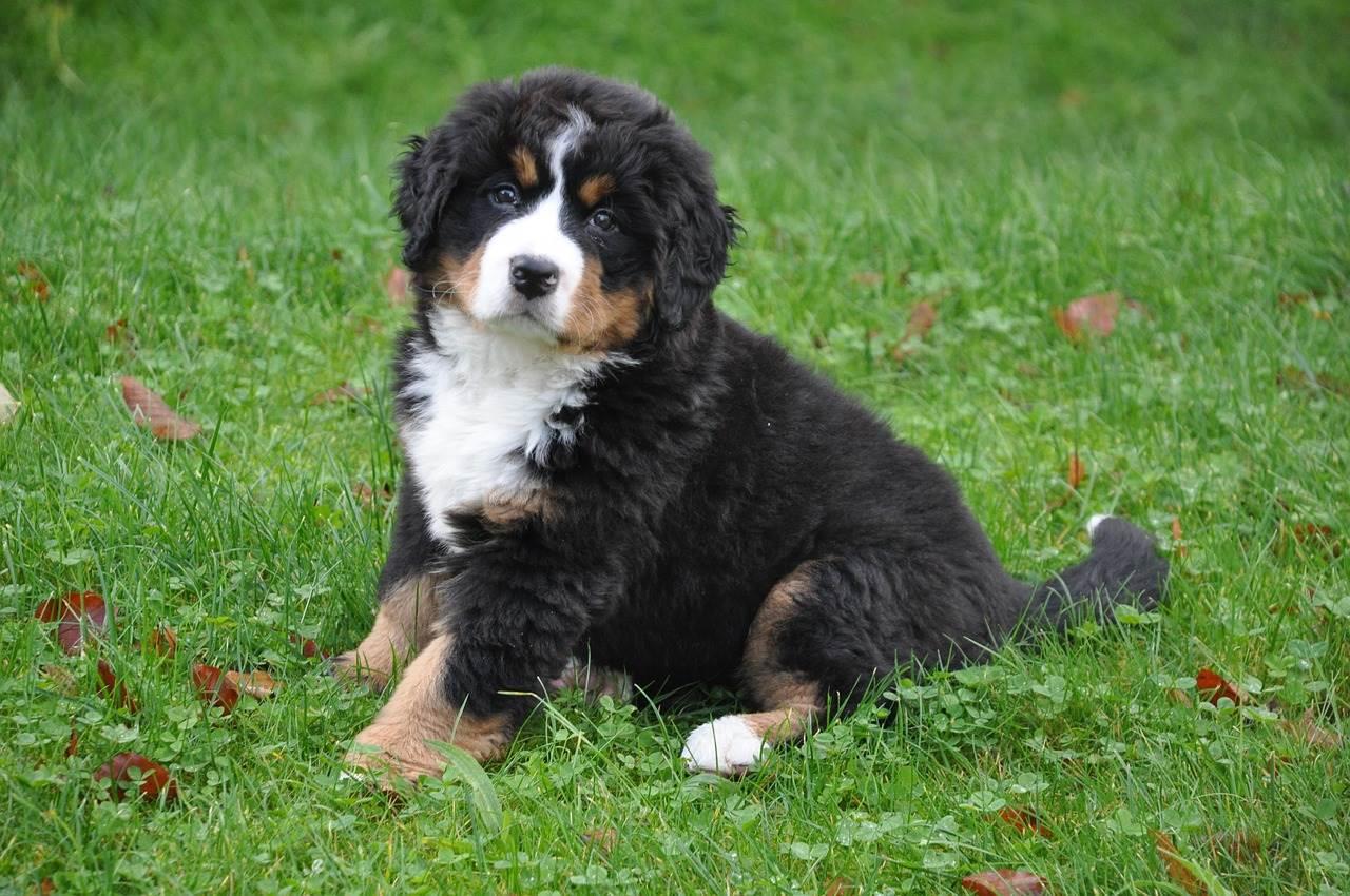 bouvier bernois - mutuelle chien