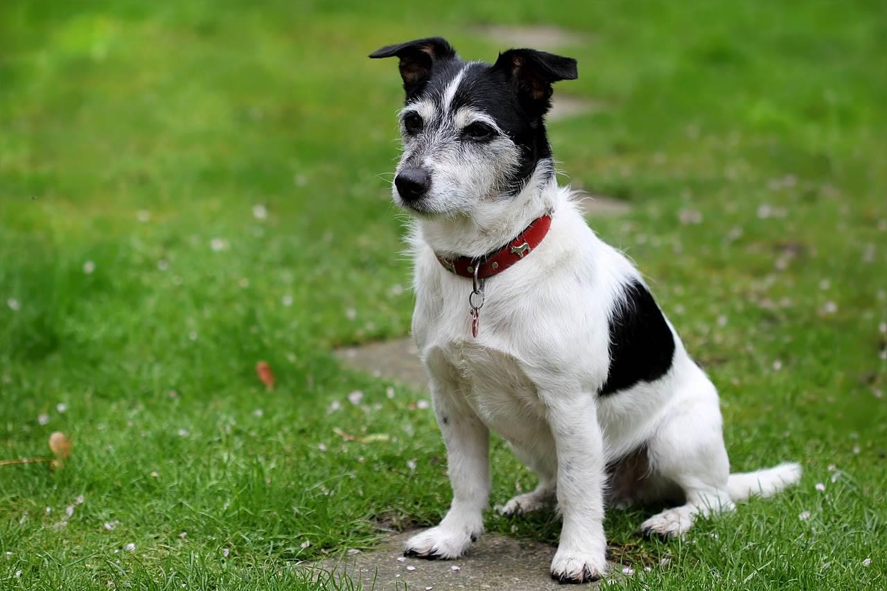 jack russell - mutuelle chien