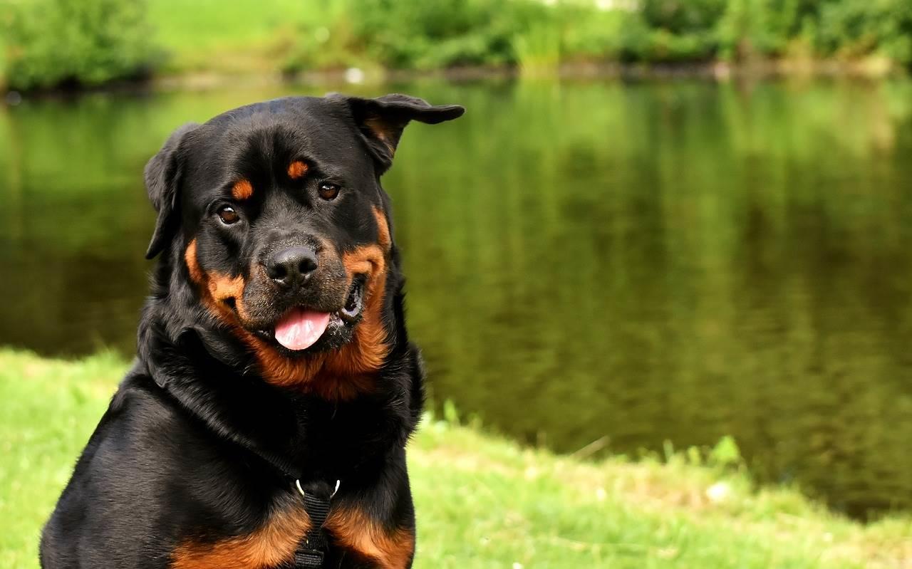 rottweiler - mutuelle chien