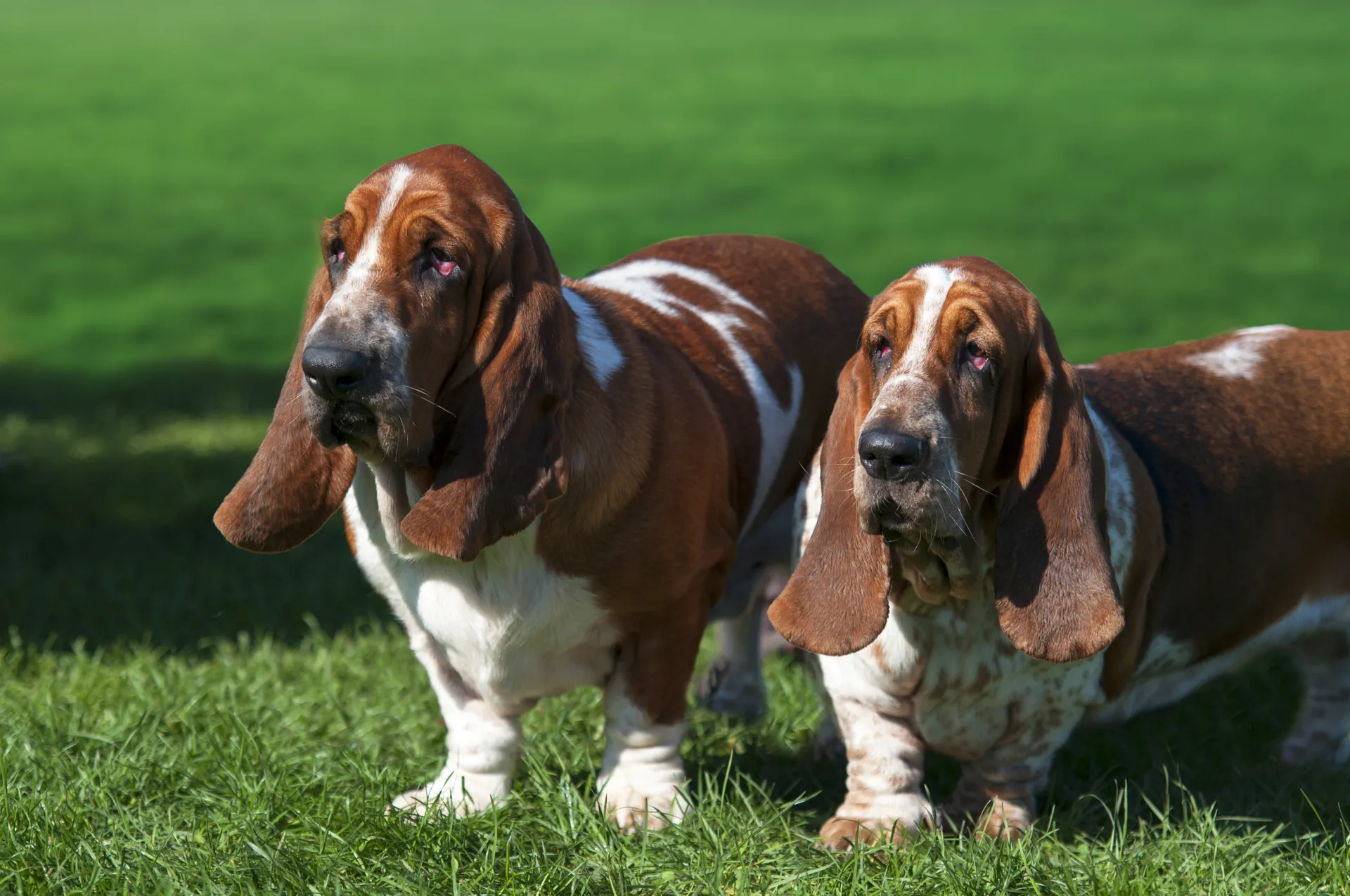 Basset Hound