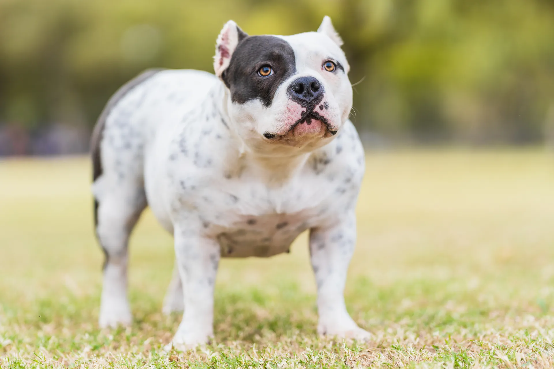 Bouledogue Américain