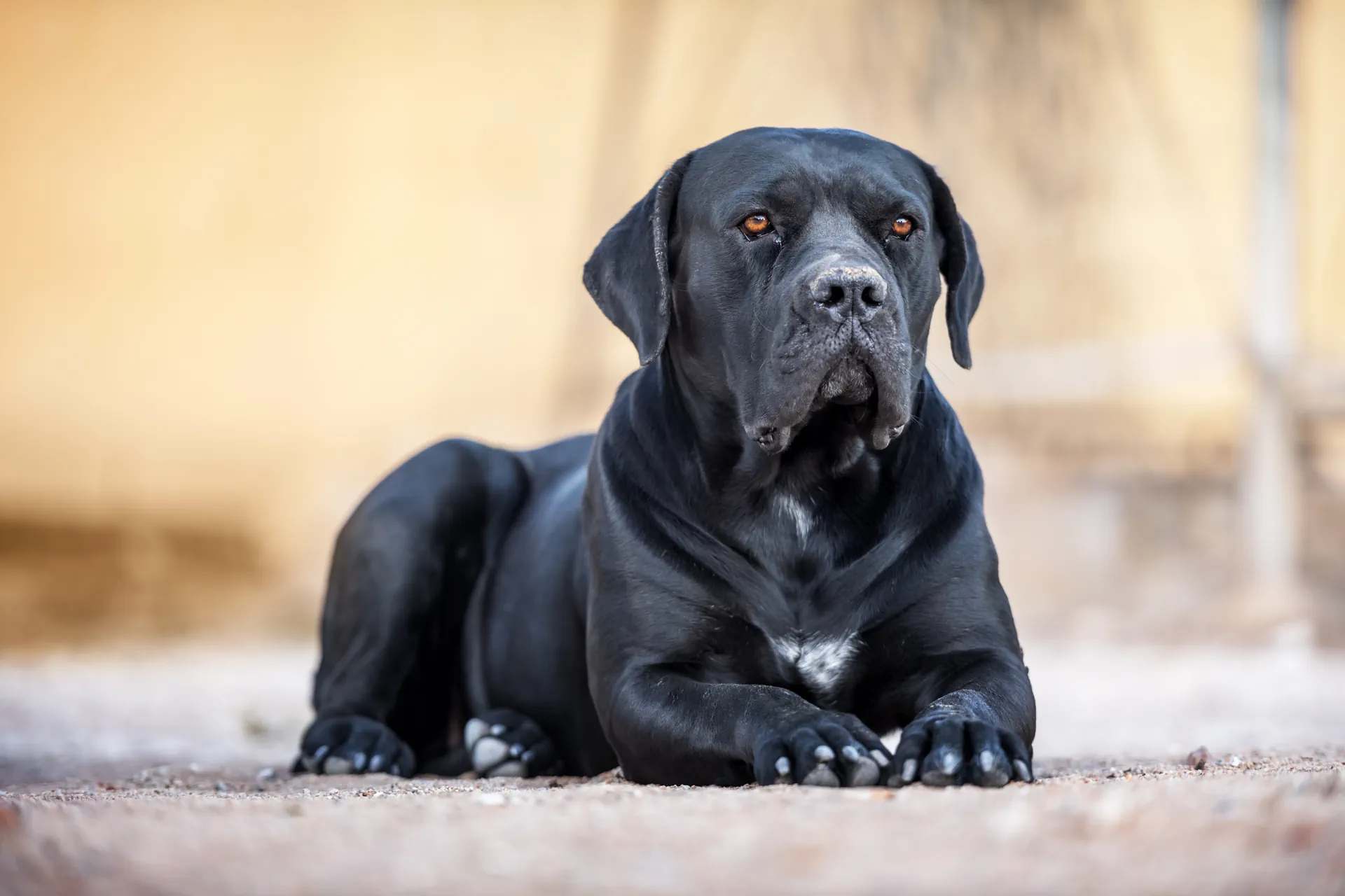 Cane Corso