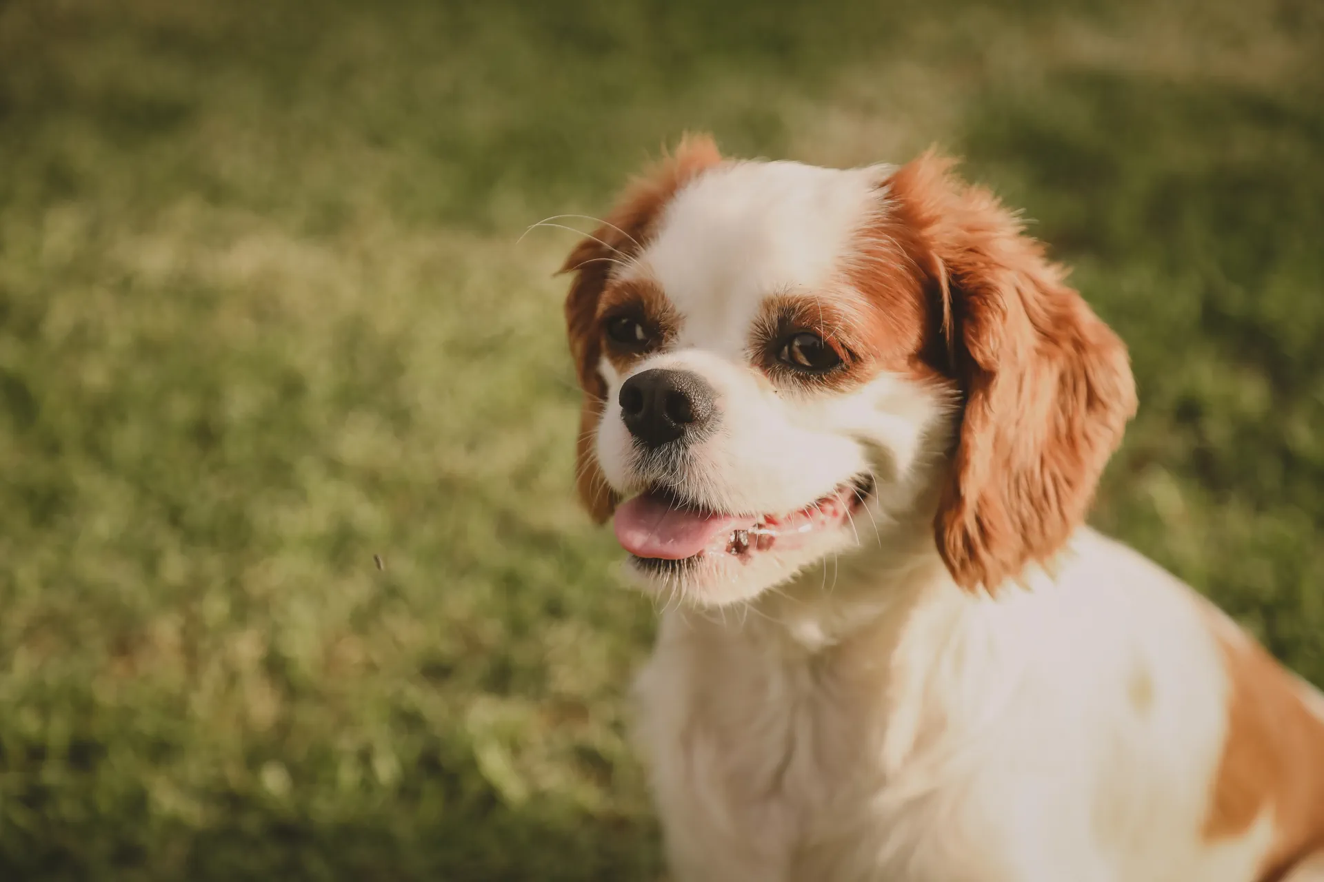 Cavalier King Charles