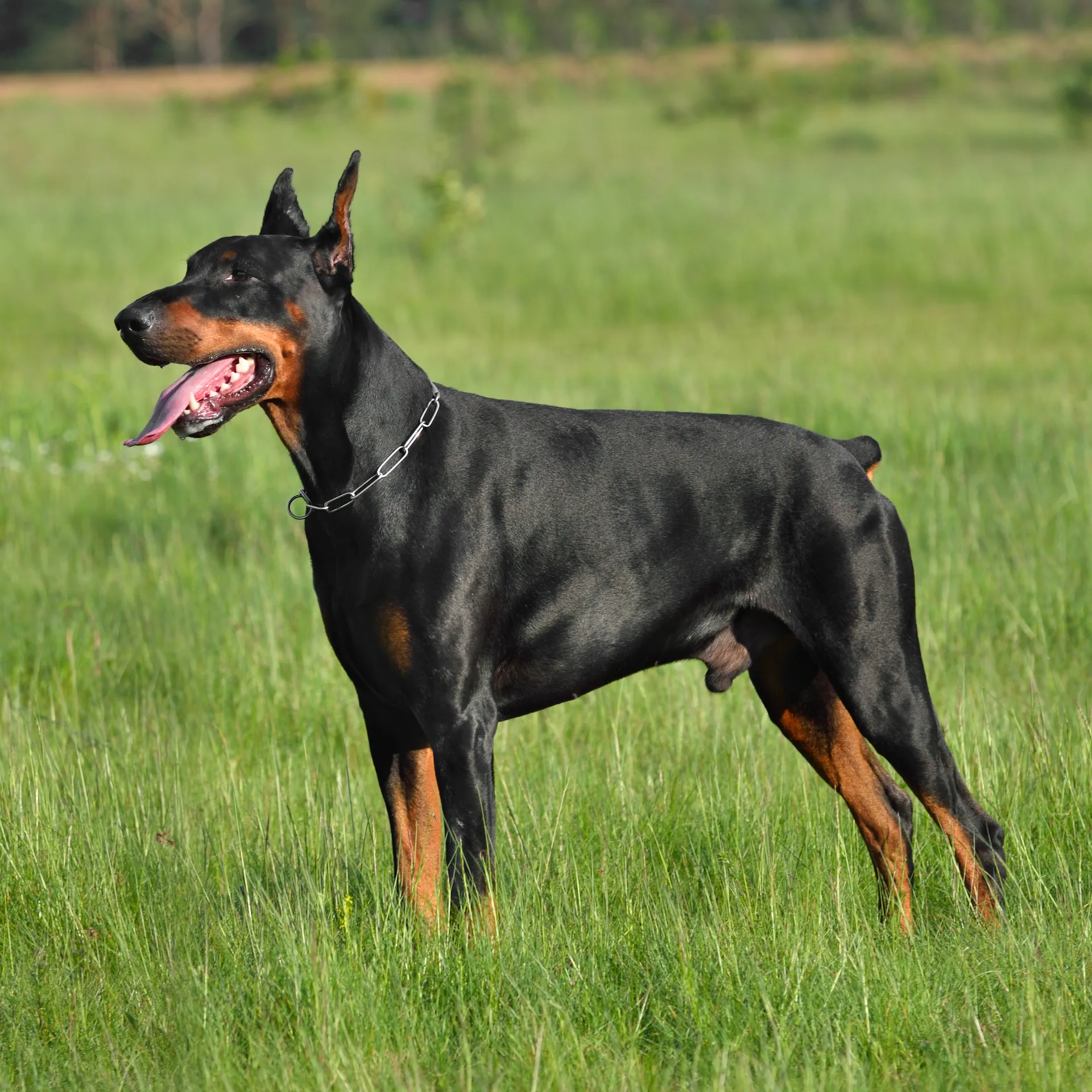 Dobermann