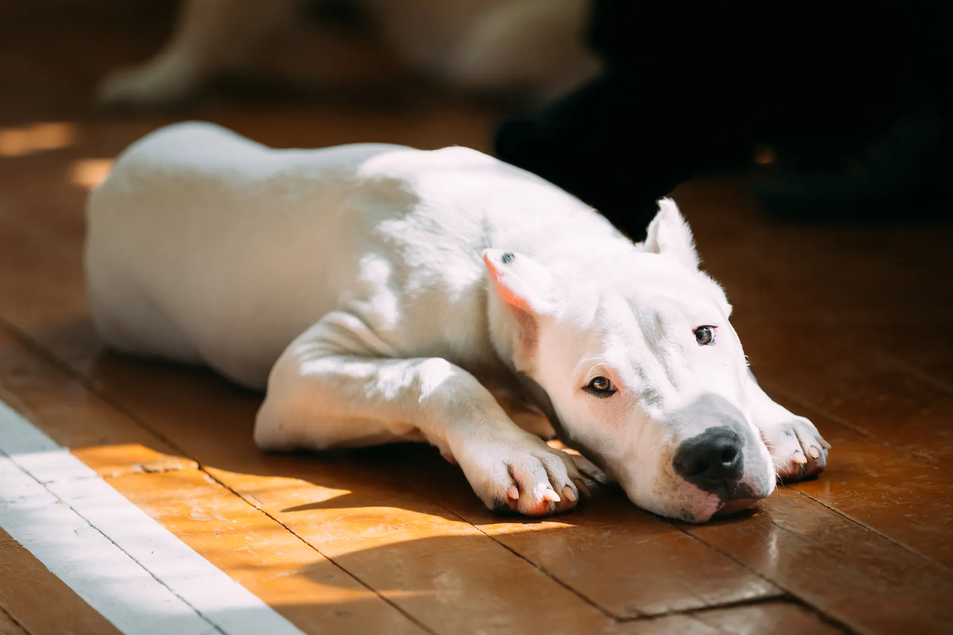 Dogue Argentin