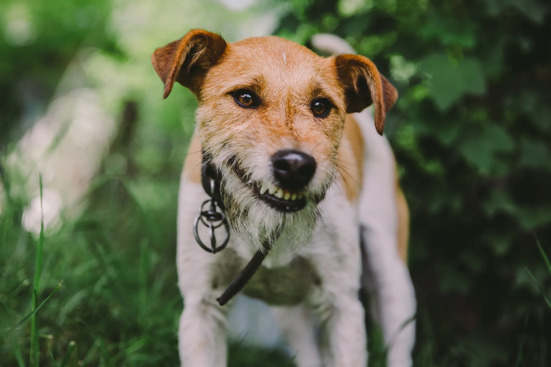 FoxTerrier