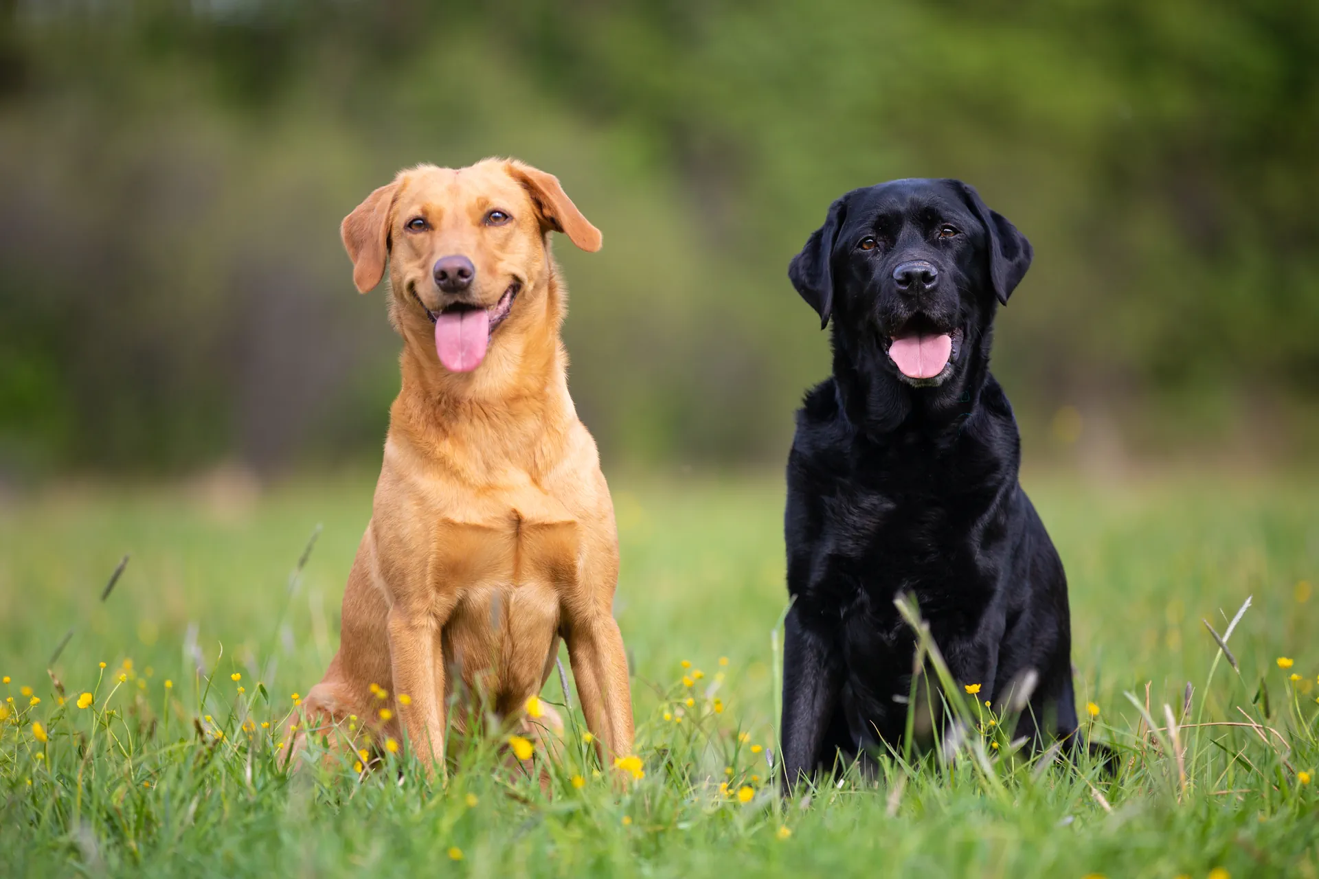 Labrador Retriever