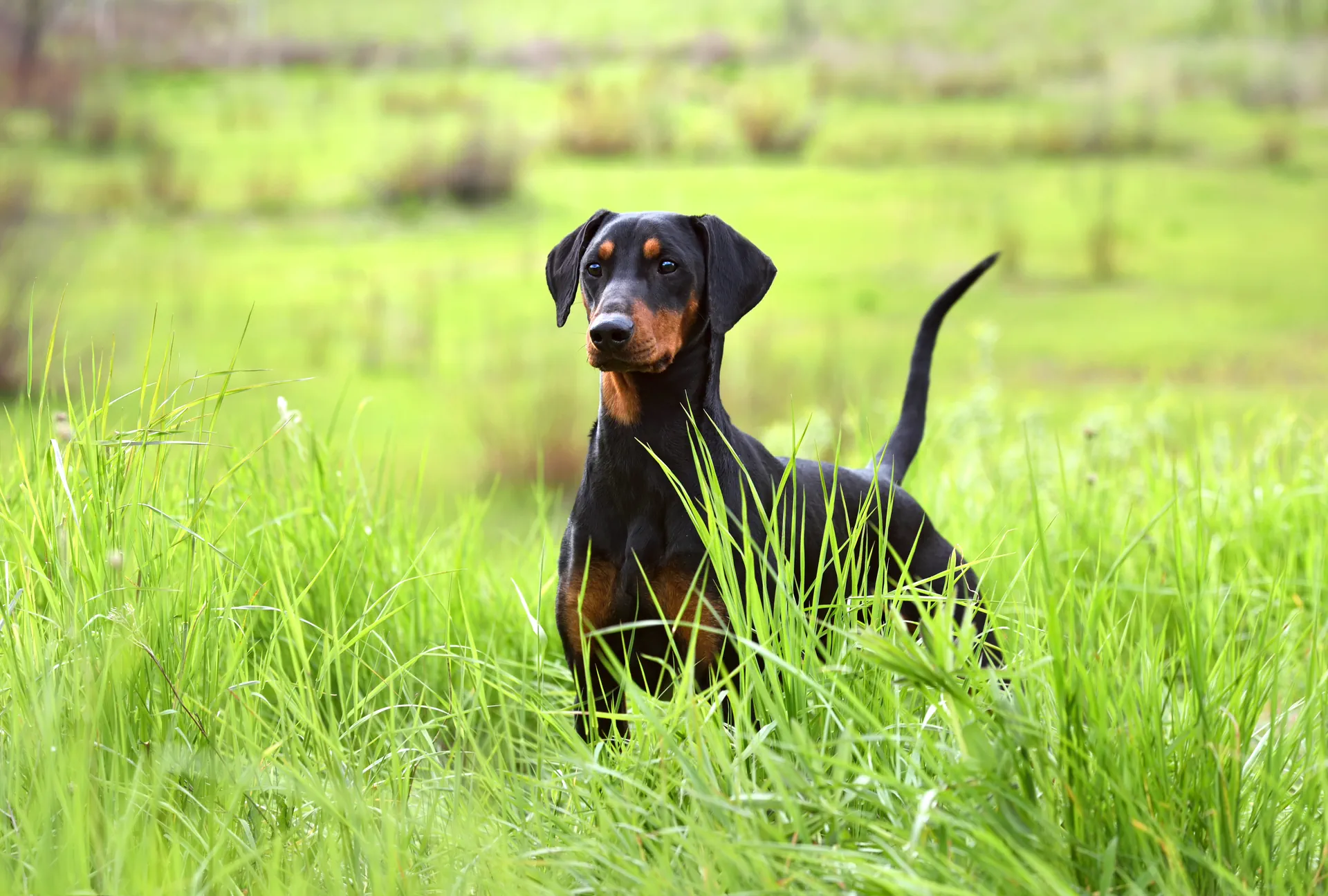 Pinscher