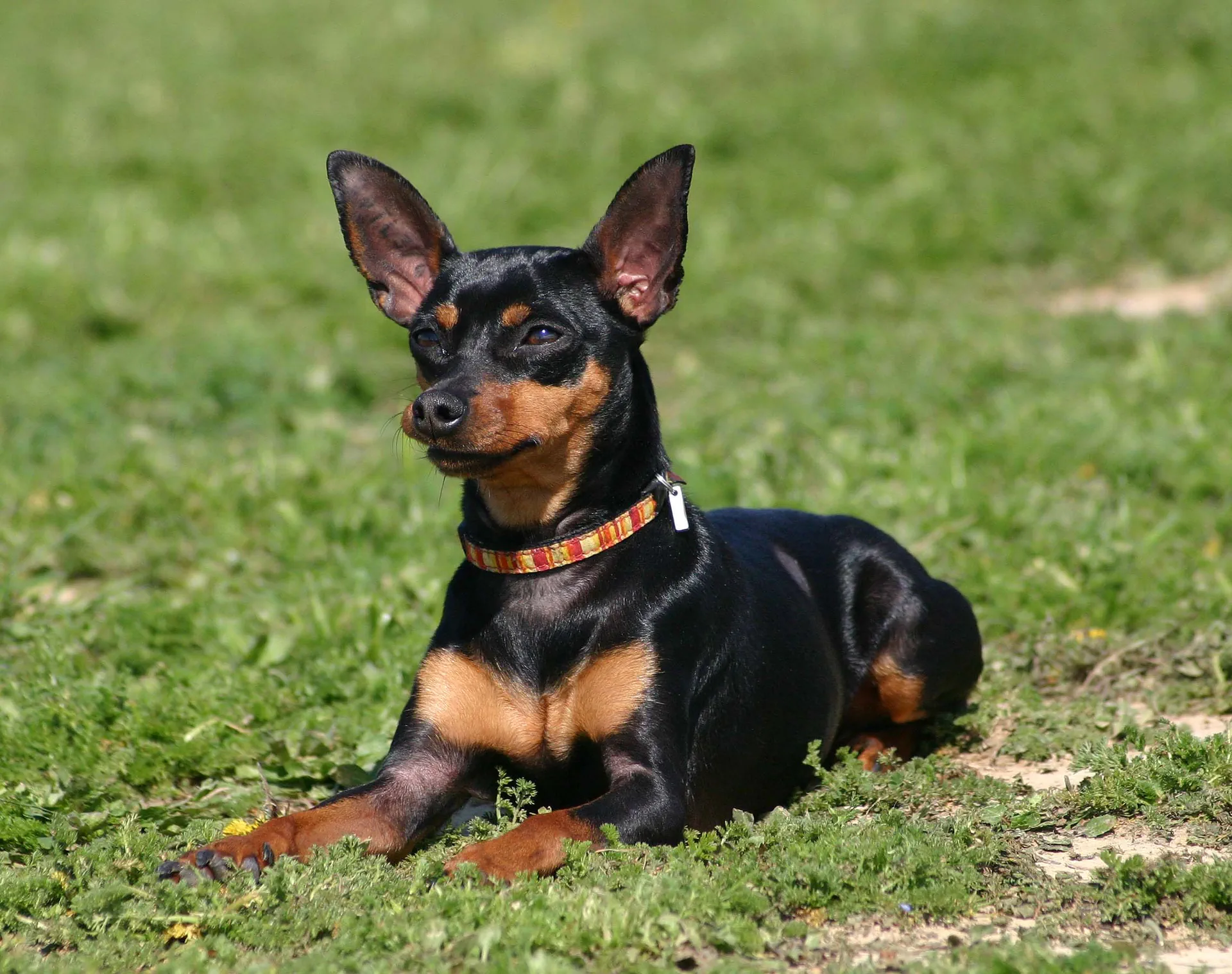 Pinscher Nain