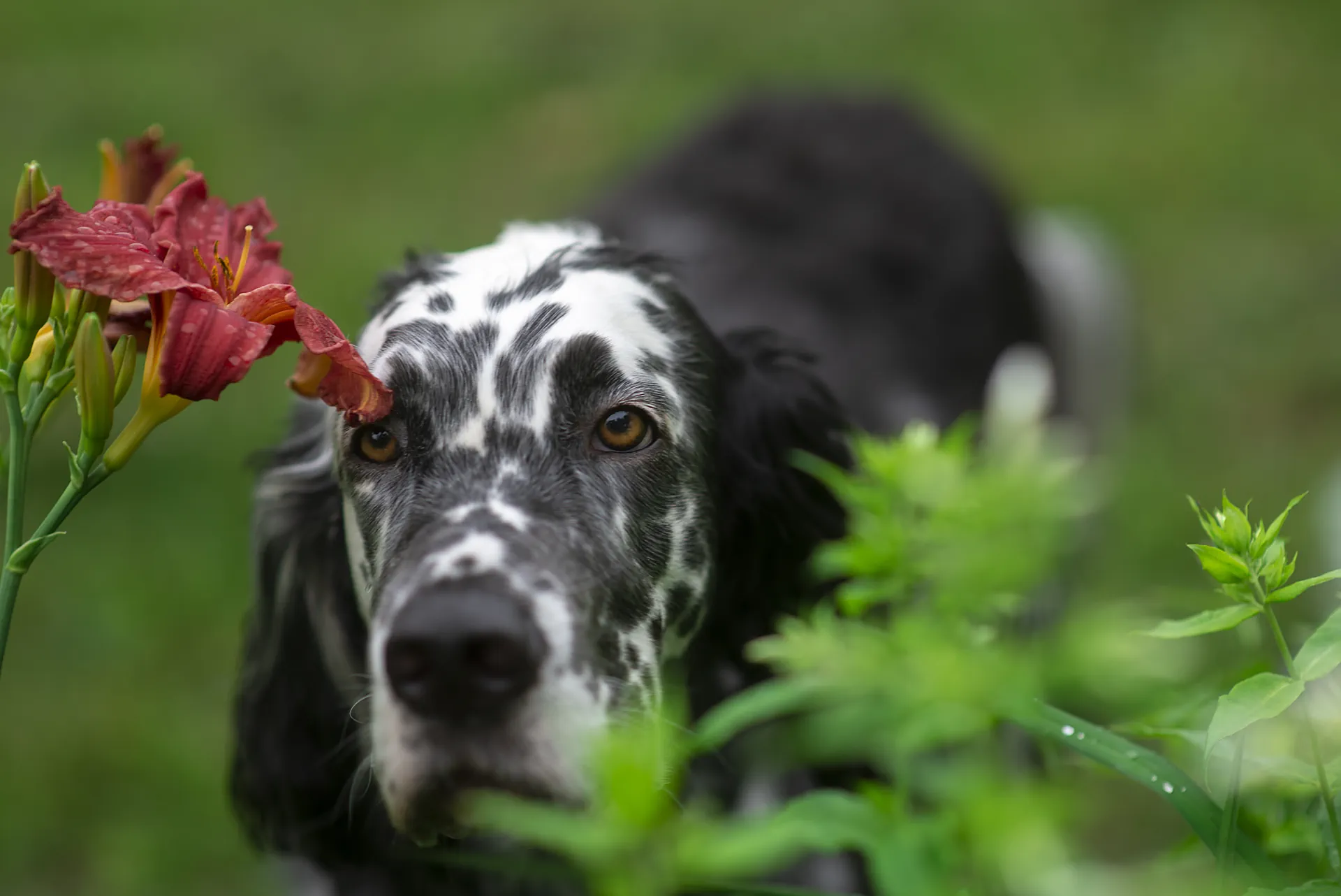 Setter Anglais