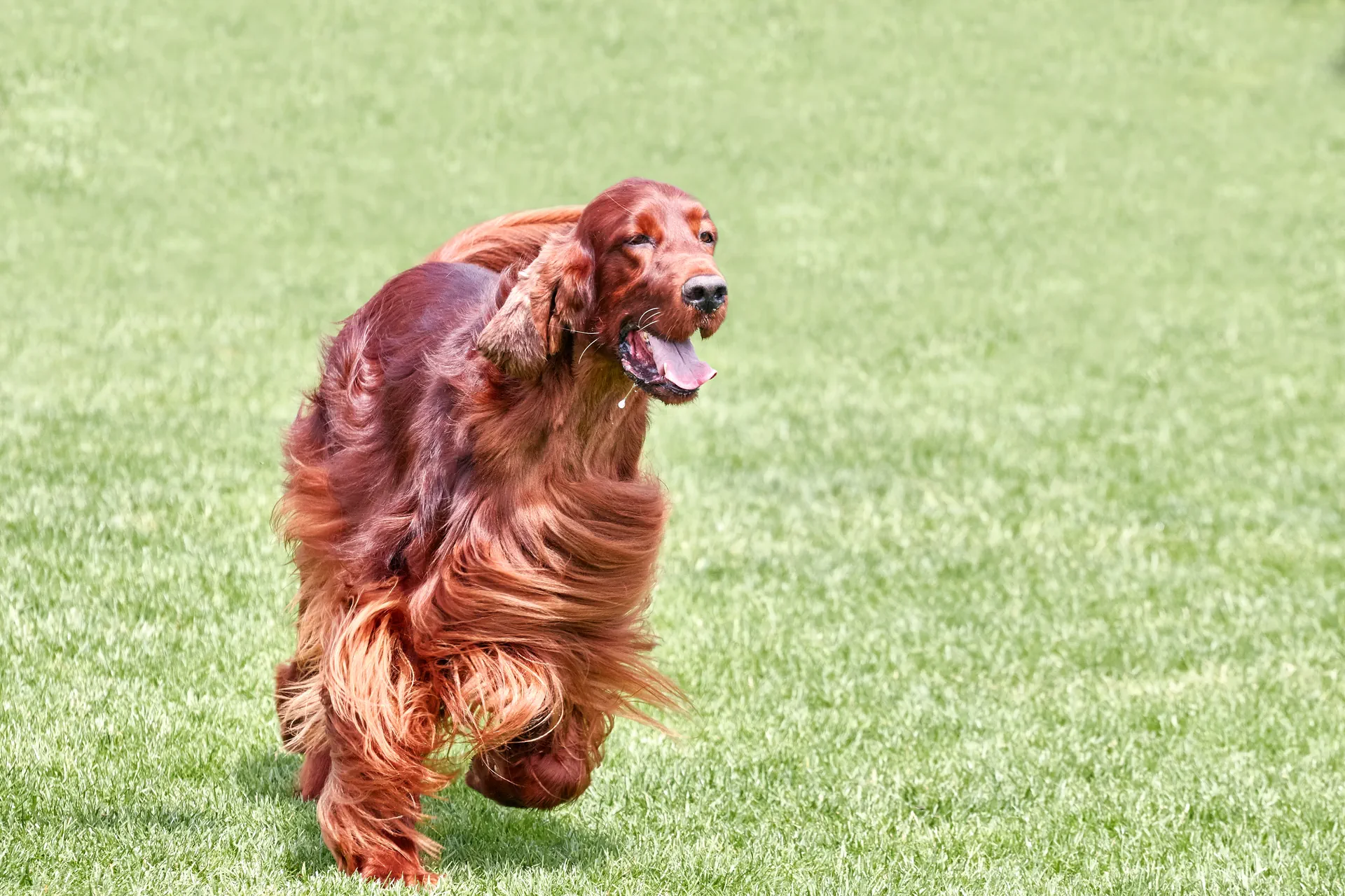 Setter Irlandais