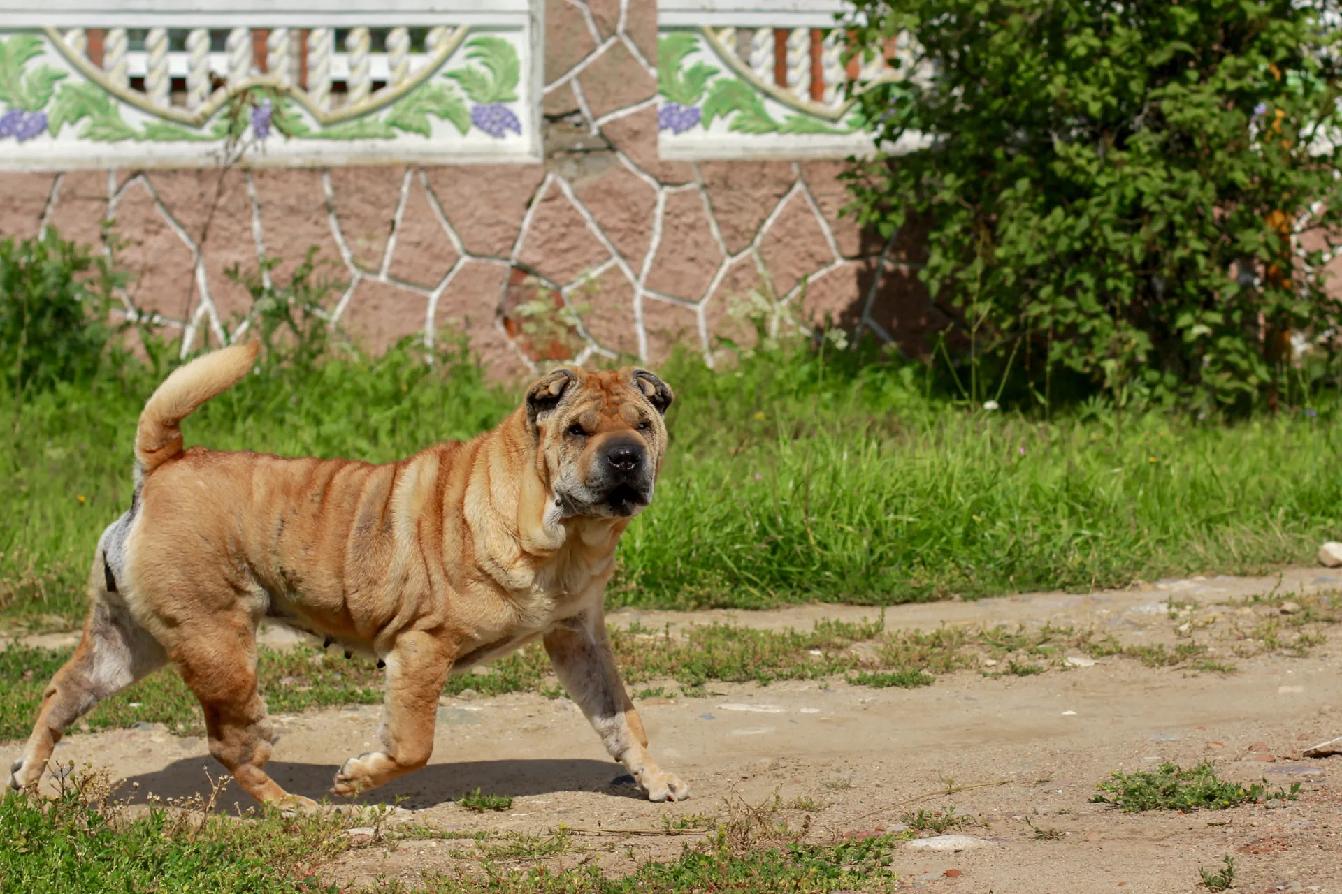 Shar Peï