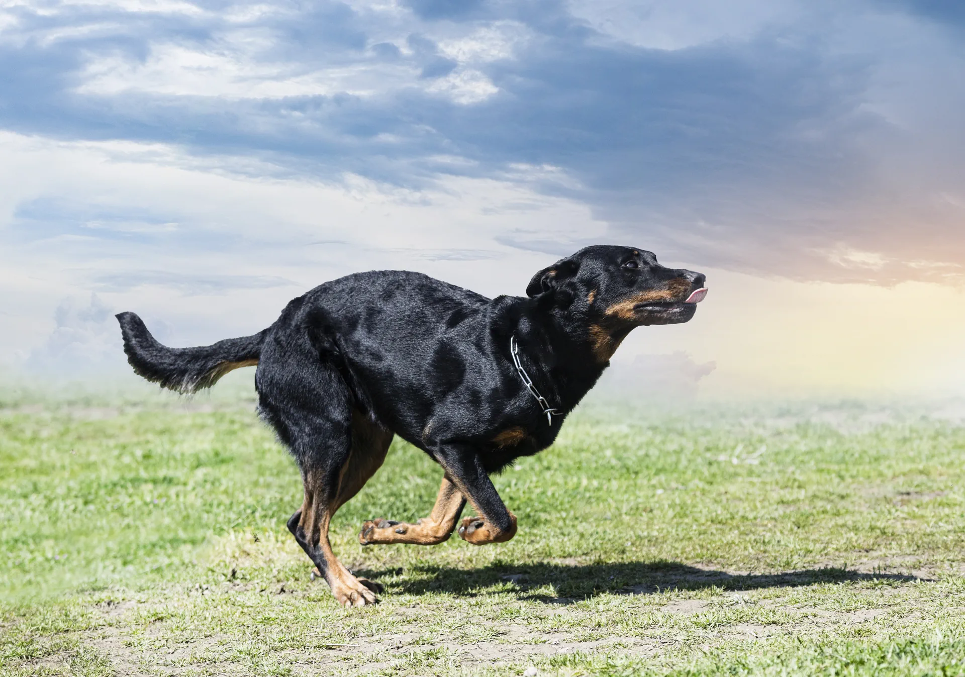 beauceron