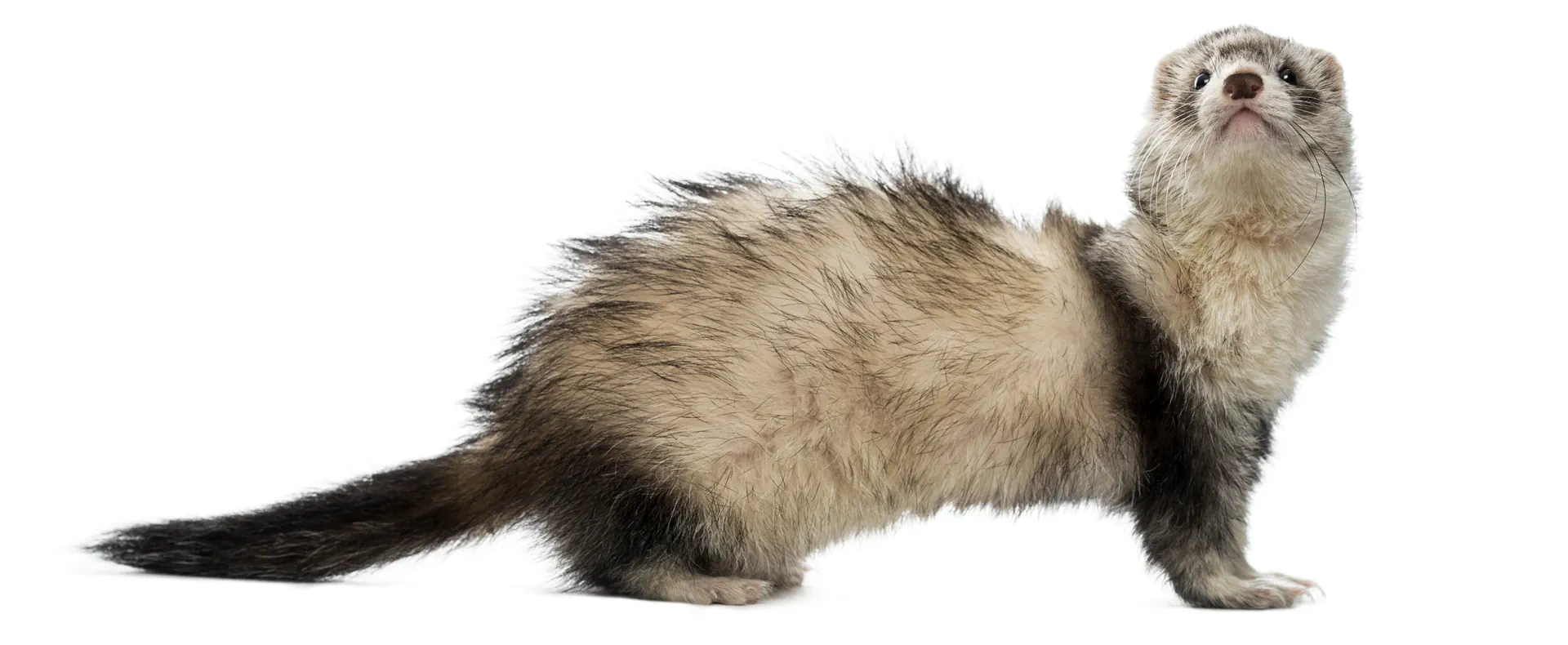 animal furet