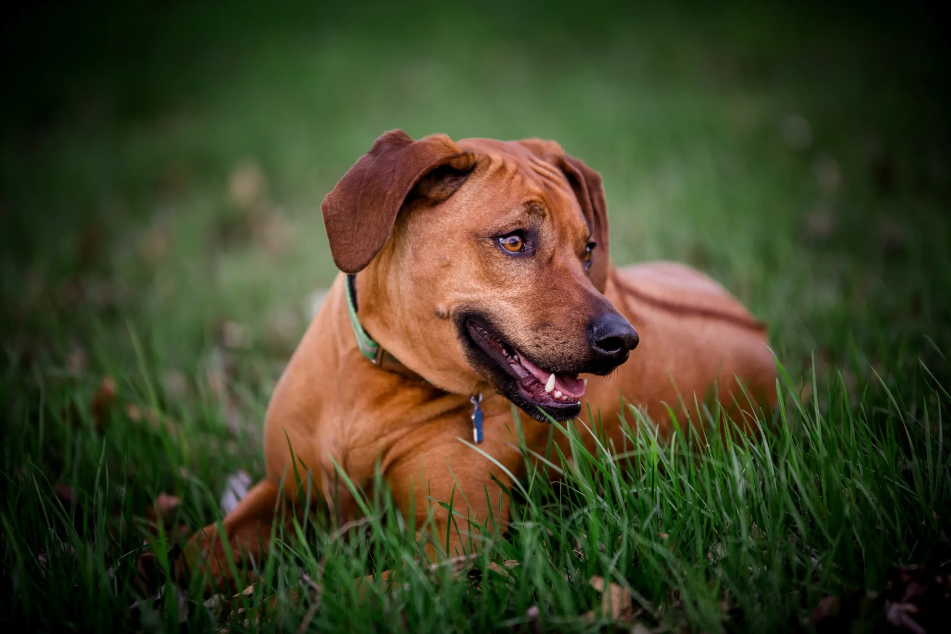 rhodesian ridgeback