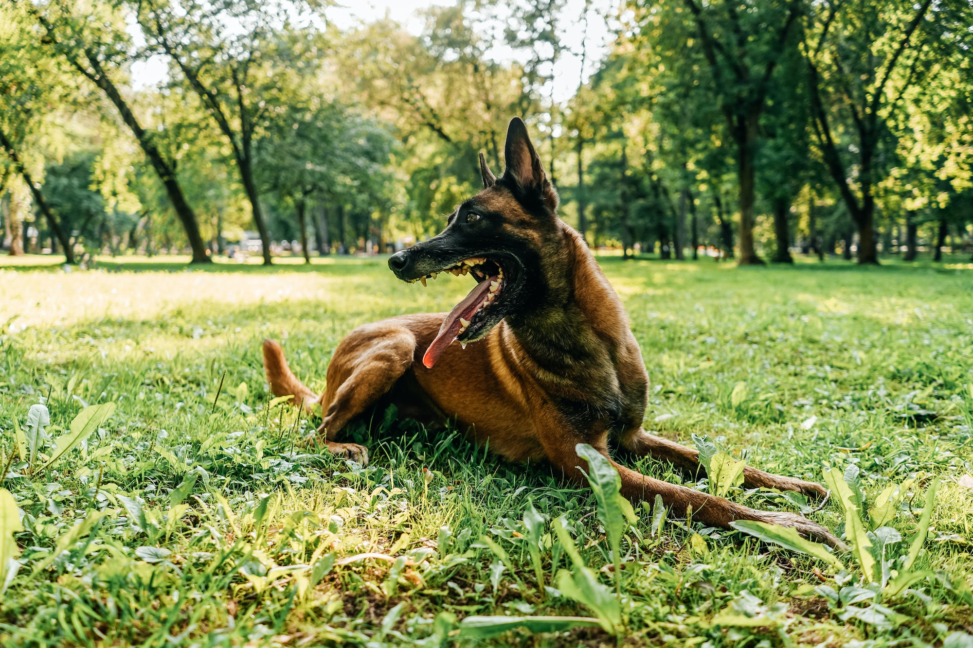 A Belgian shepherd dog is lying in park.
