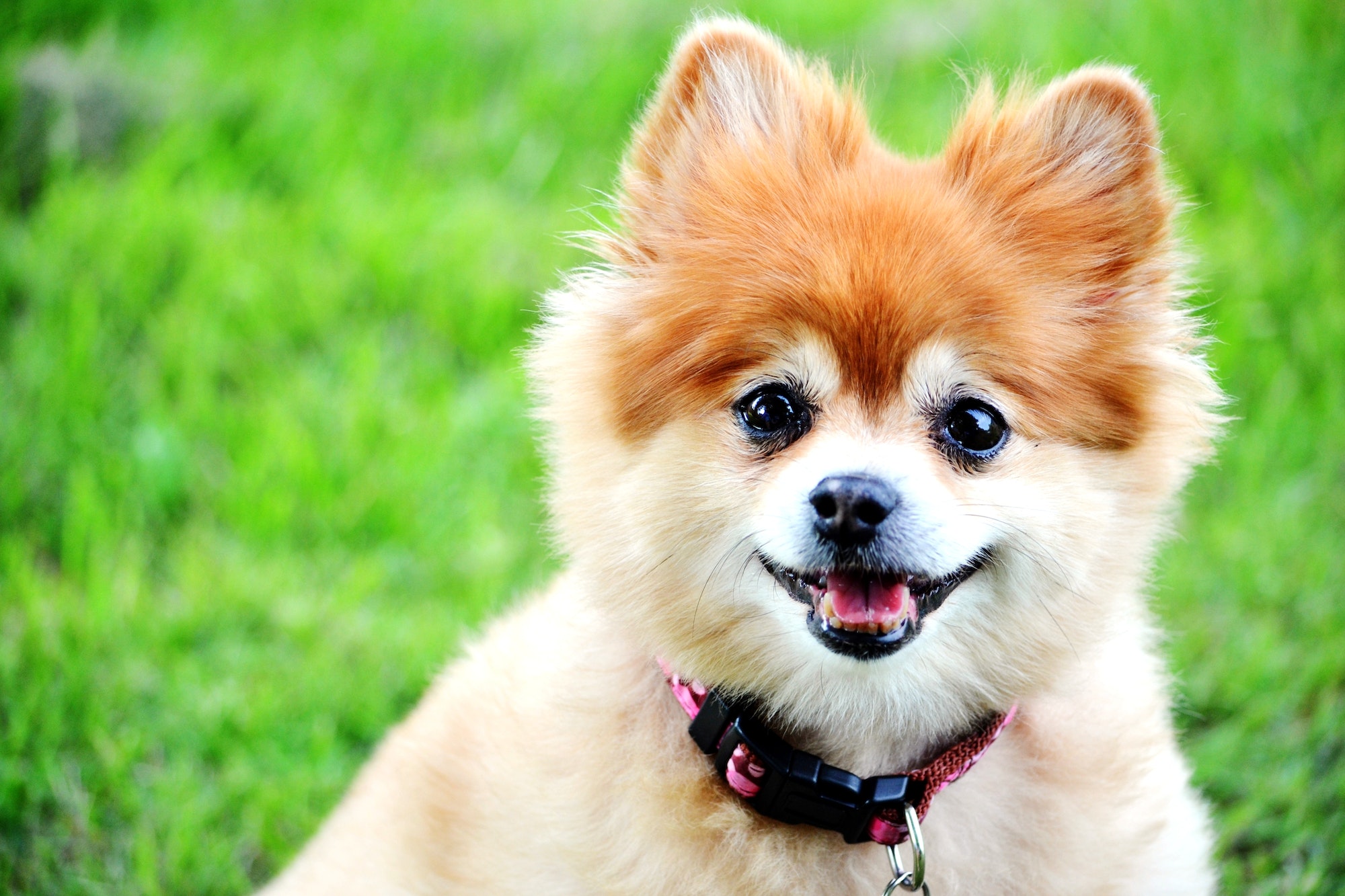 Adorable smiling dog