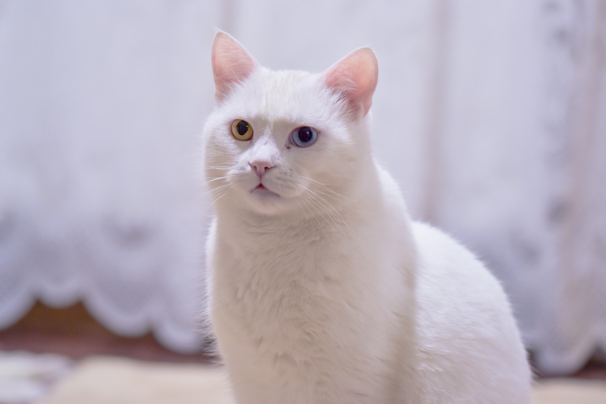 Adorable white angora cat with heterochromia eyes