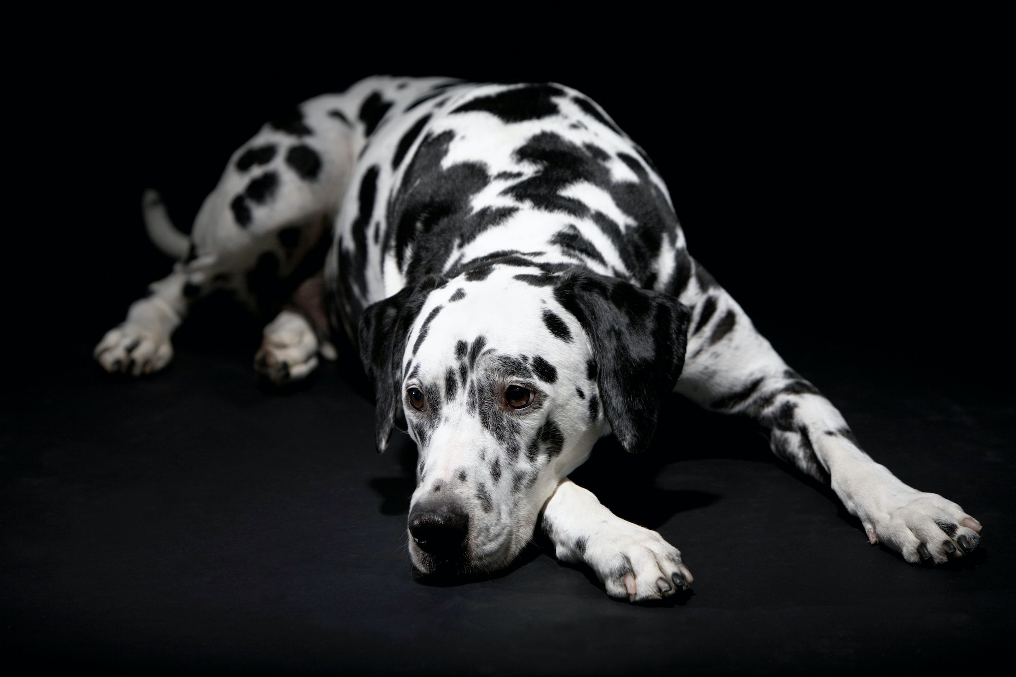 Adult male Dalmatian lying in studio