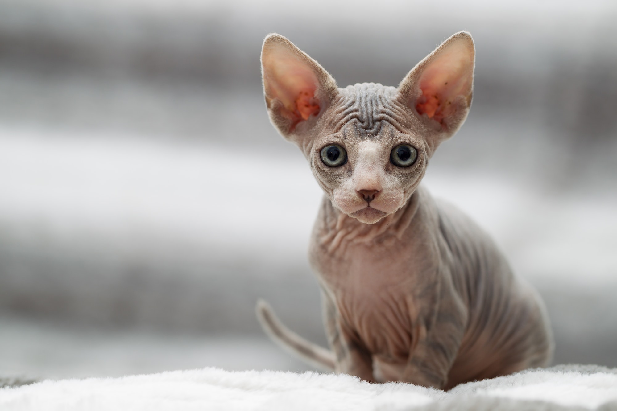 Animal portrait of sphynx cat looking at camera