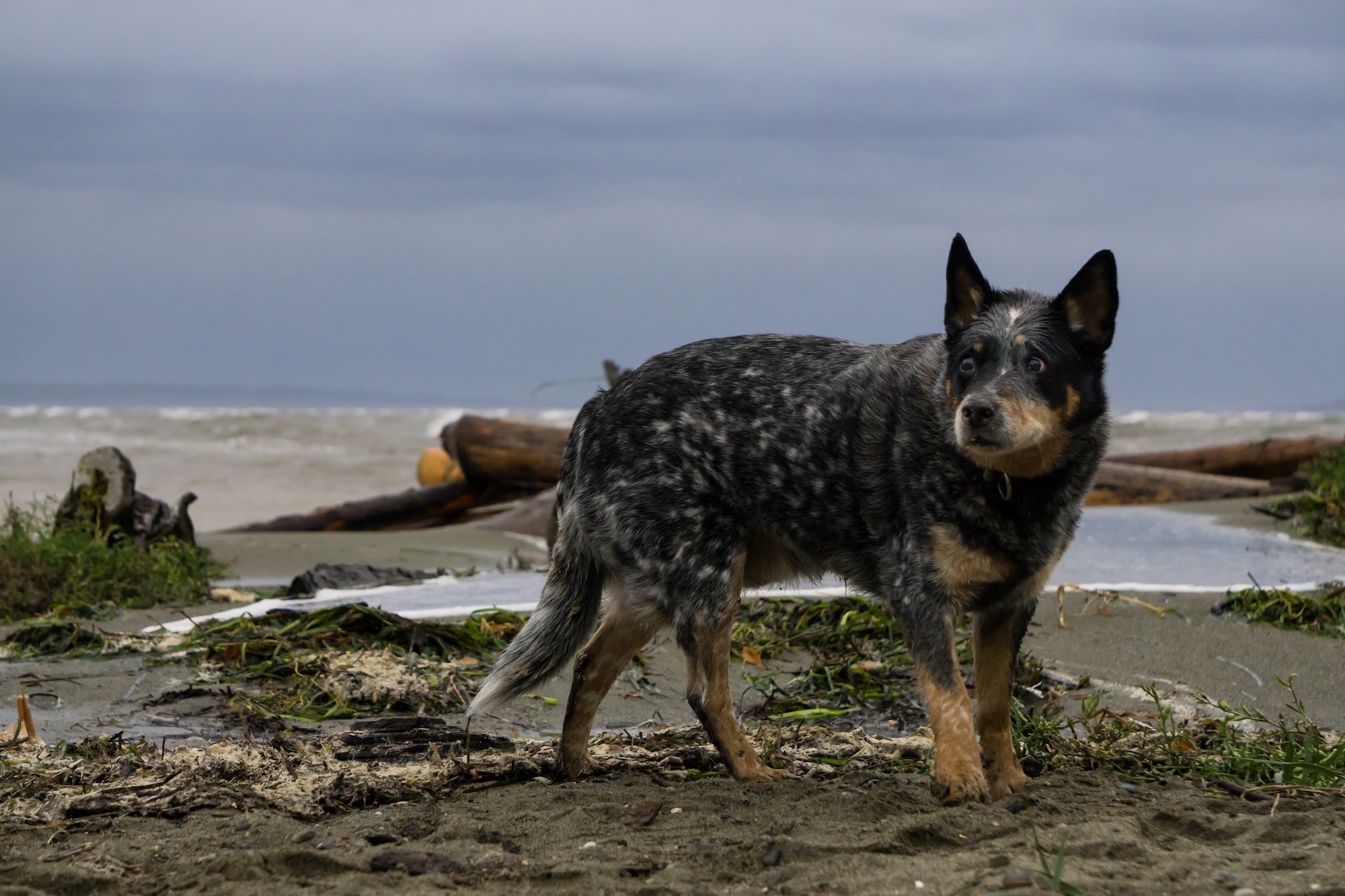 bouvier australien