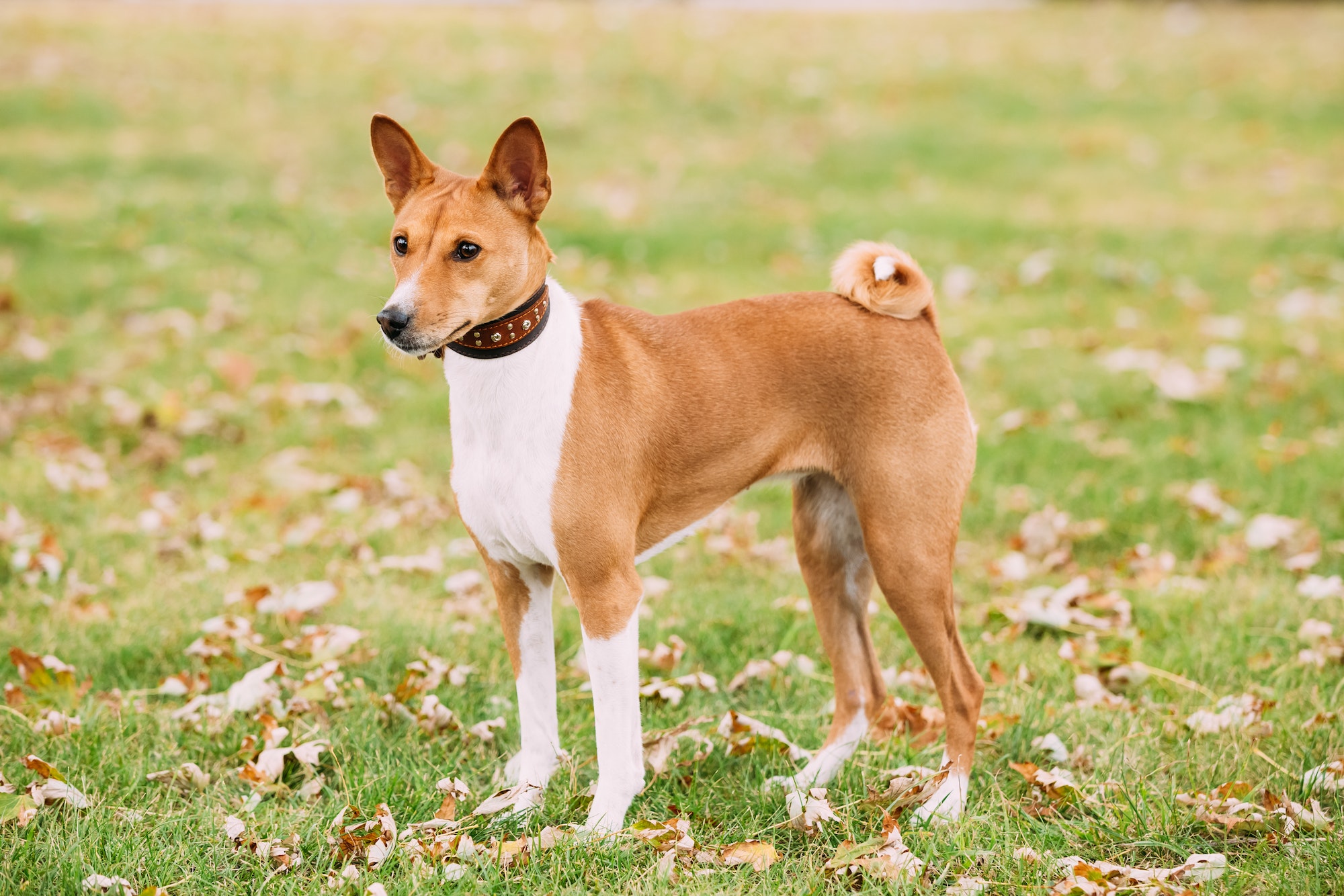 Basenji