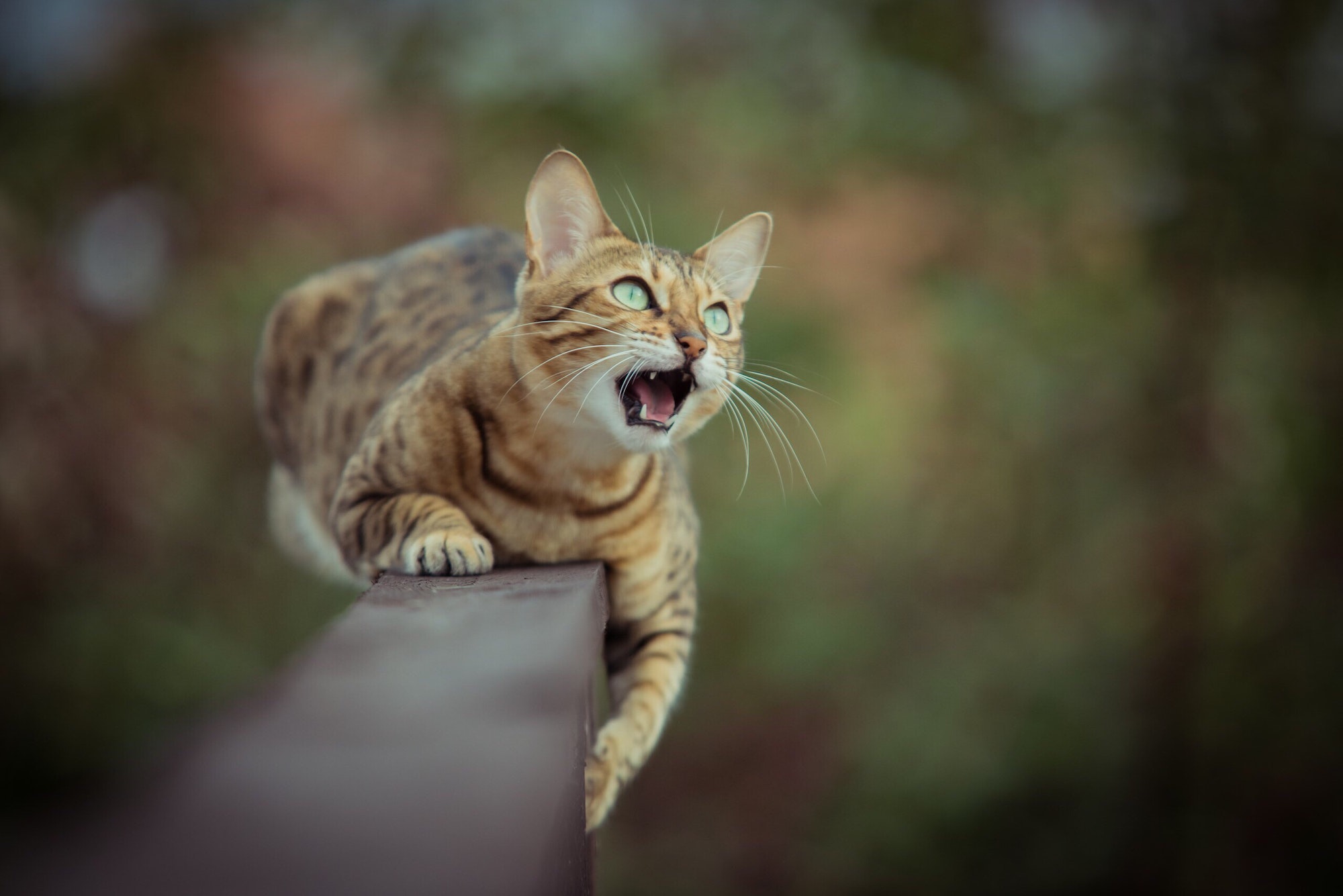 Bengal cat