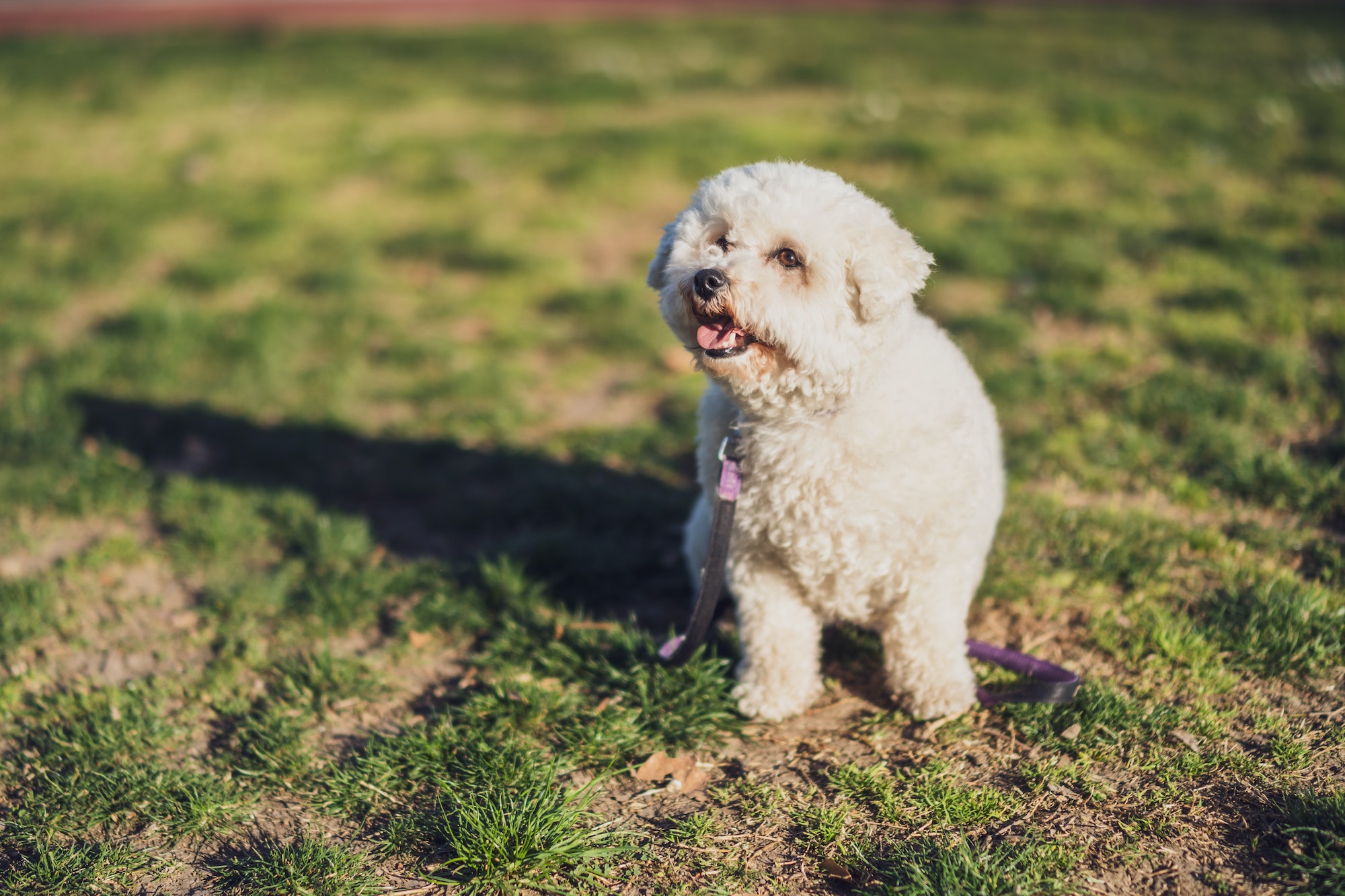 Bichon Frisé