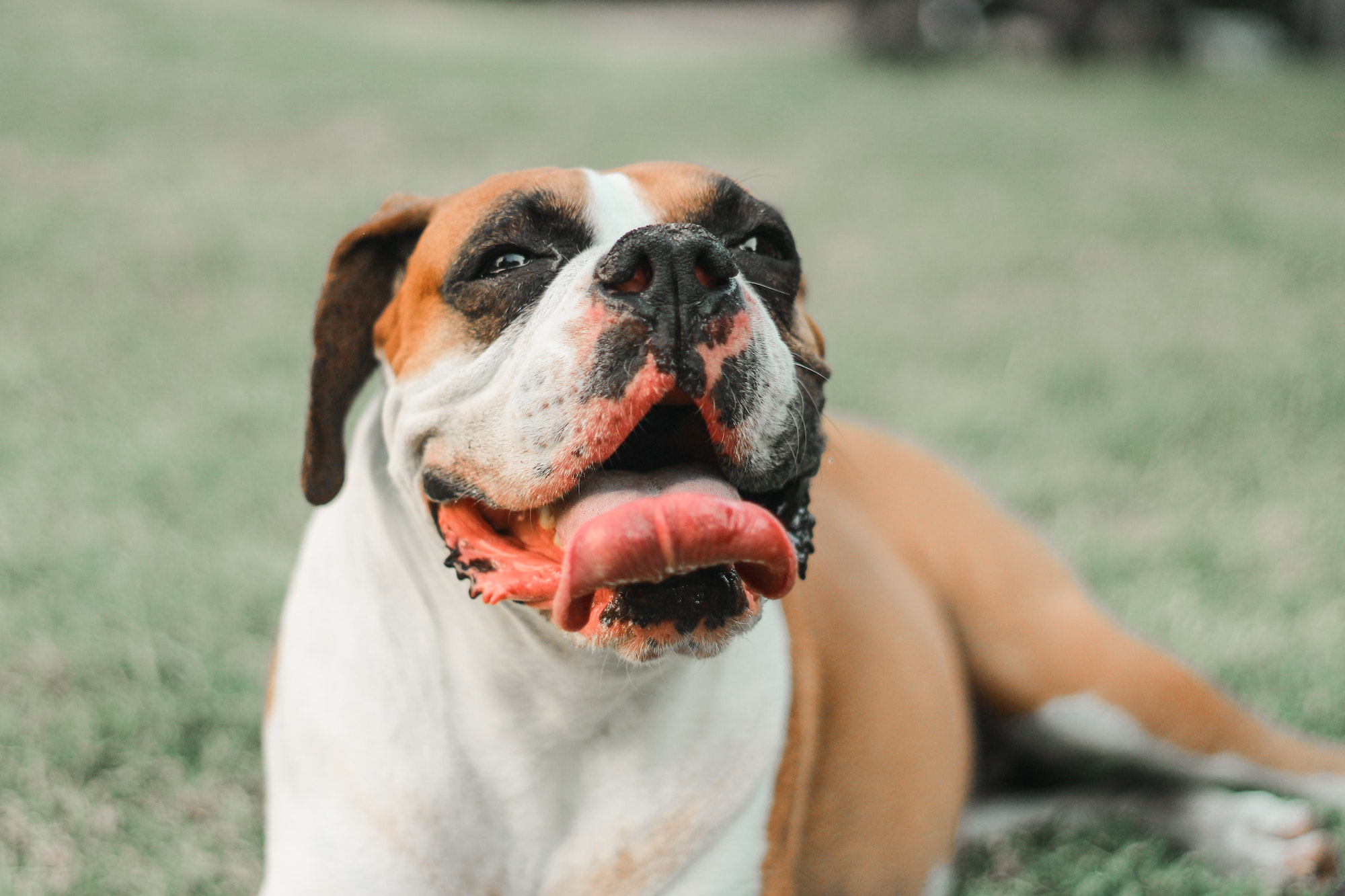 Boxer dog