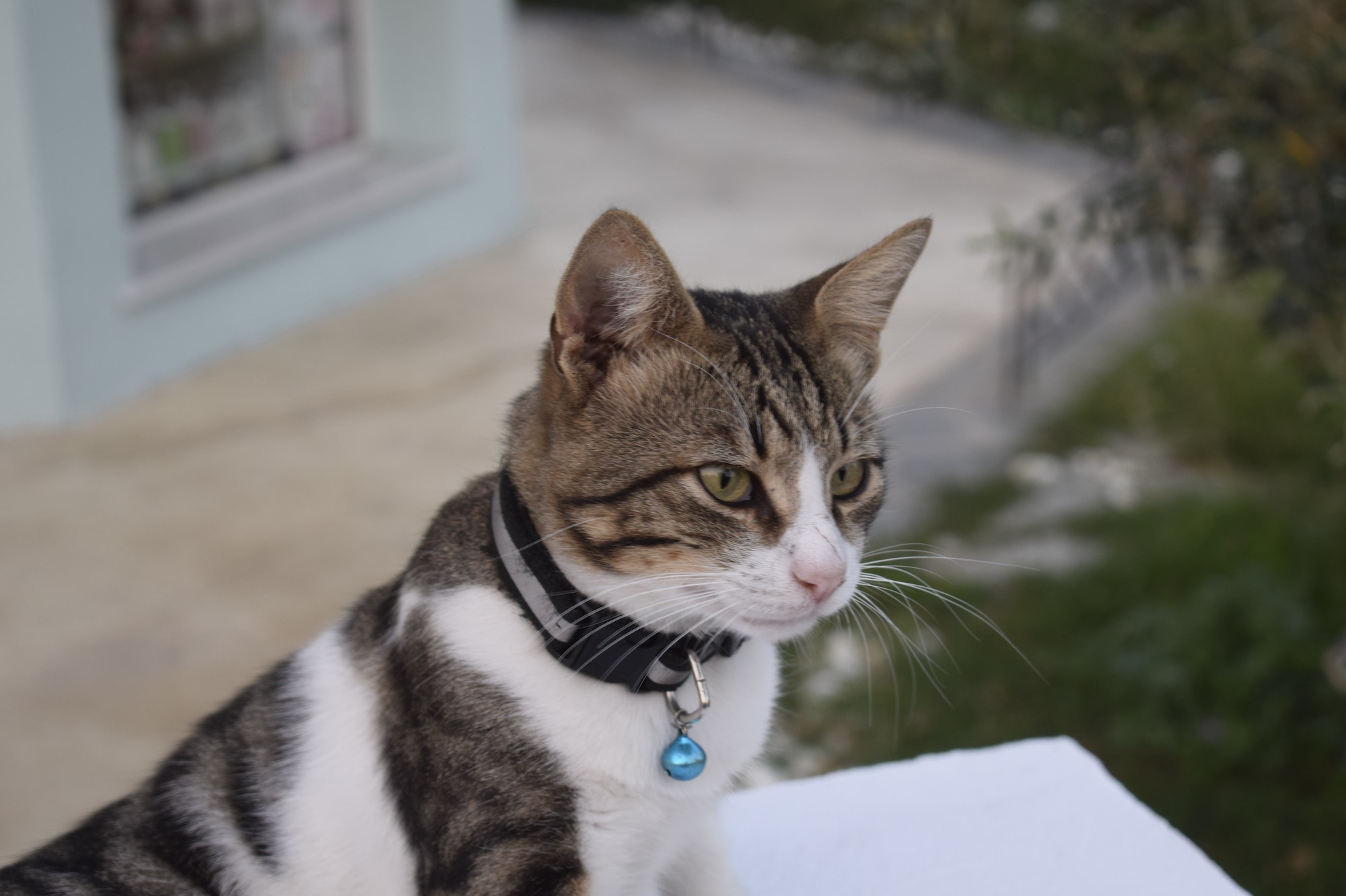 Brazilian Shorthair cat with a collar sitting and staring upfront