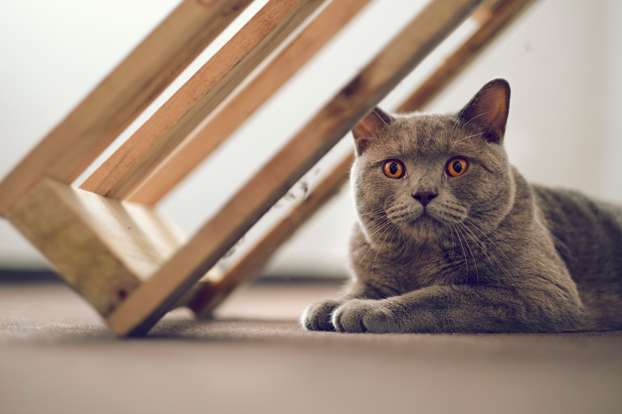 British Shorthair cat