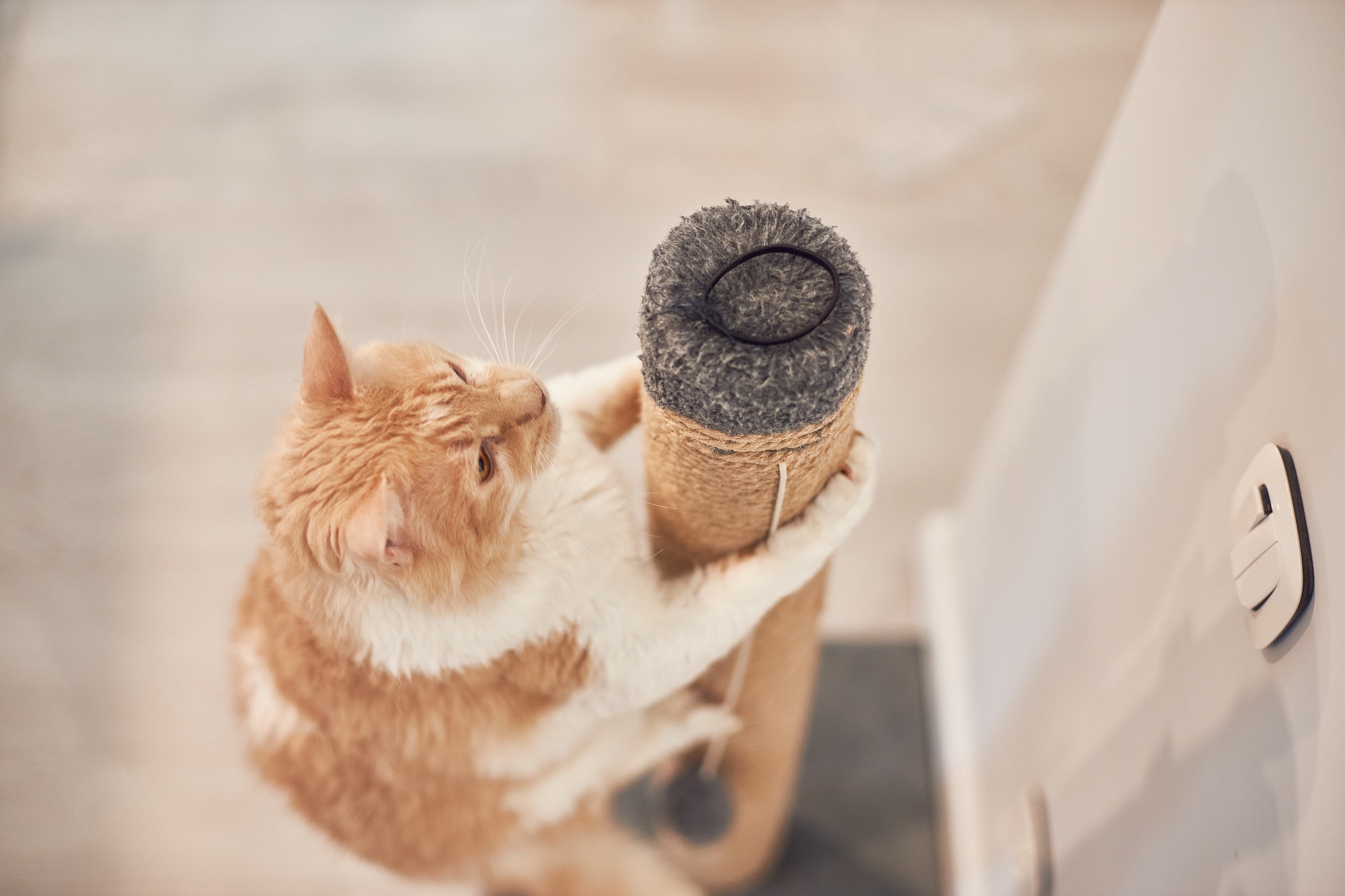 Cat and scratching post