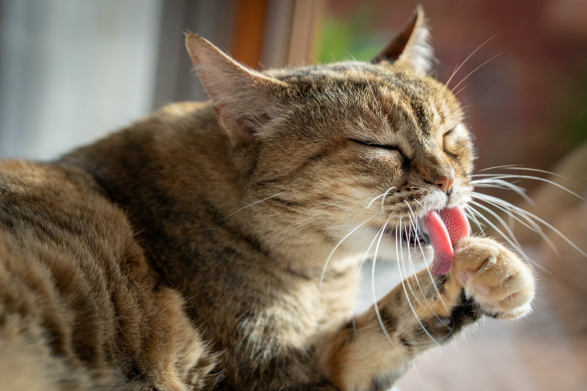 Cat Cleaning Himself