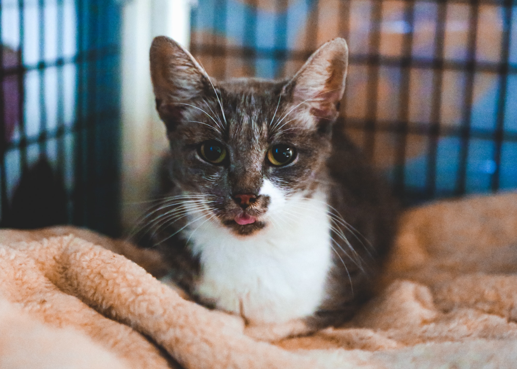 Cat with Tongue Out