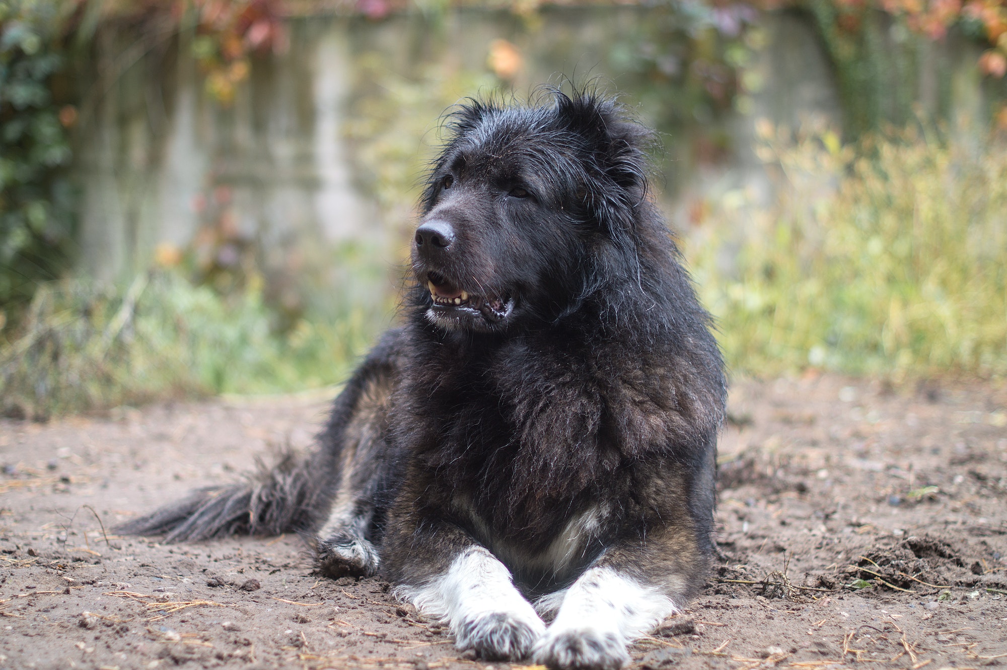 Caucasian Shepherd