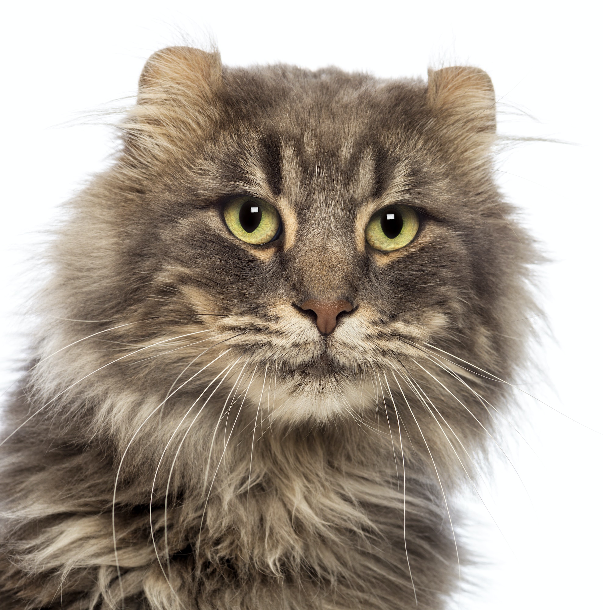 Close-up of an American Curl looking away in front of white background
