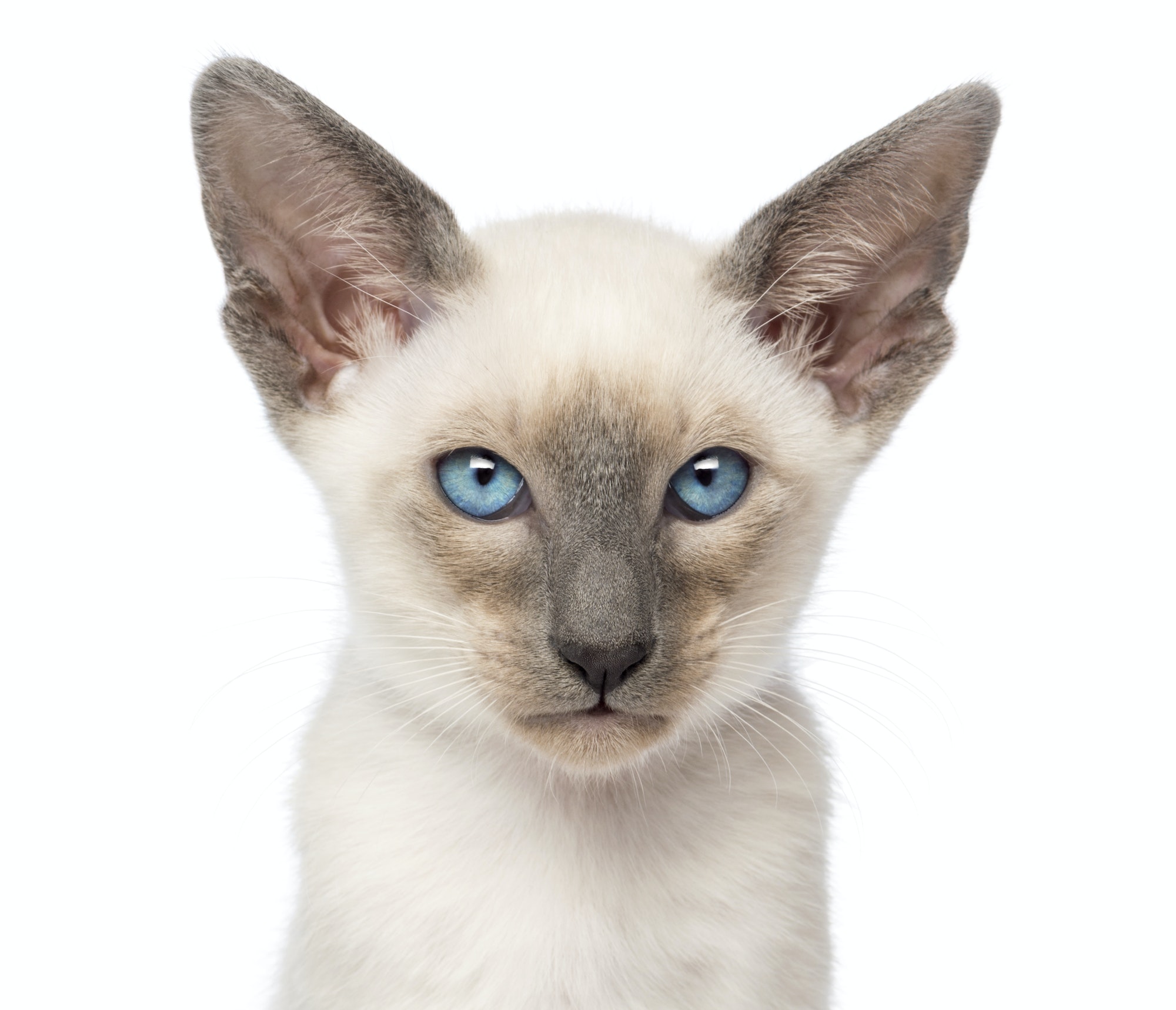 Close-up of an Oriental Shorthair kitten, 9 weeks old, against white background