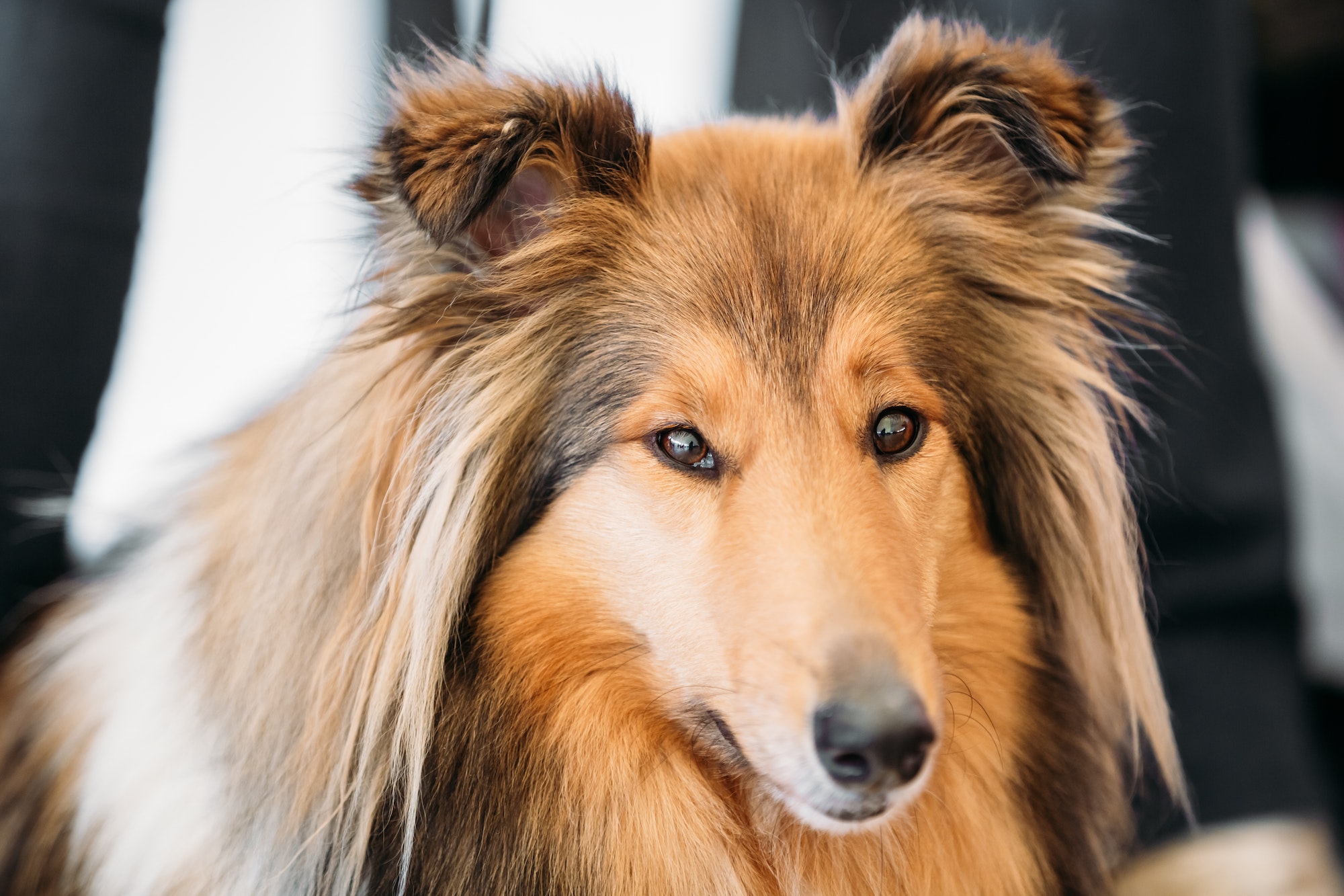 Close up portrait of Shetland Sheepdog, Sheltie, Collie dog