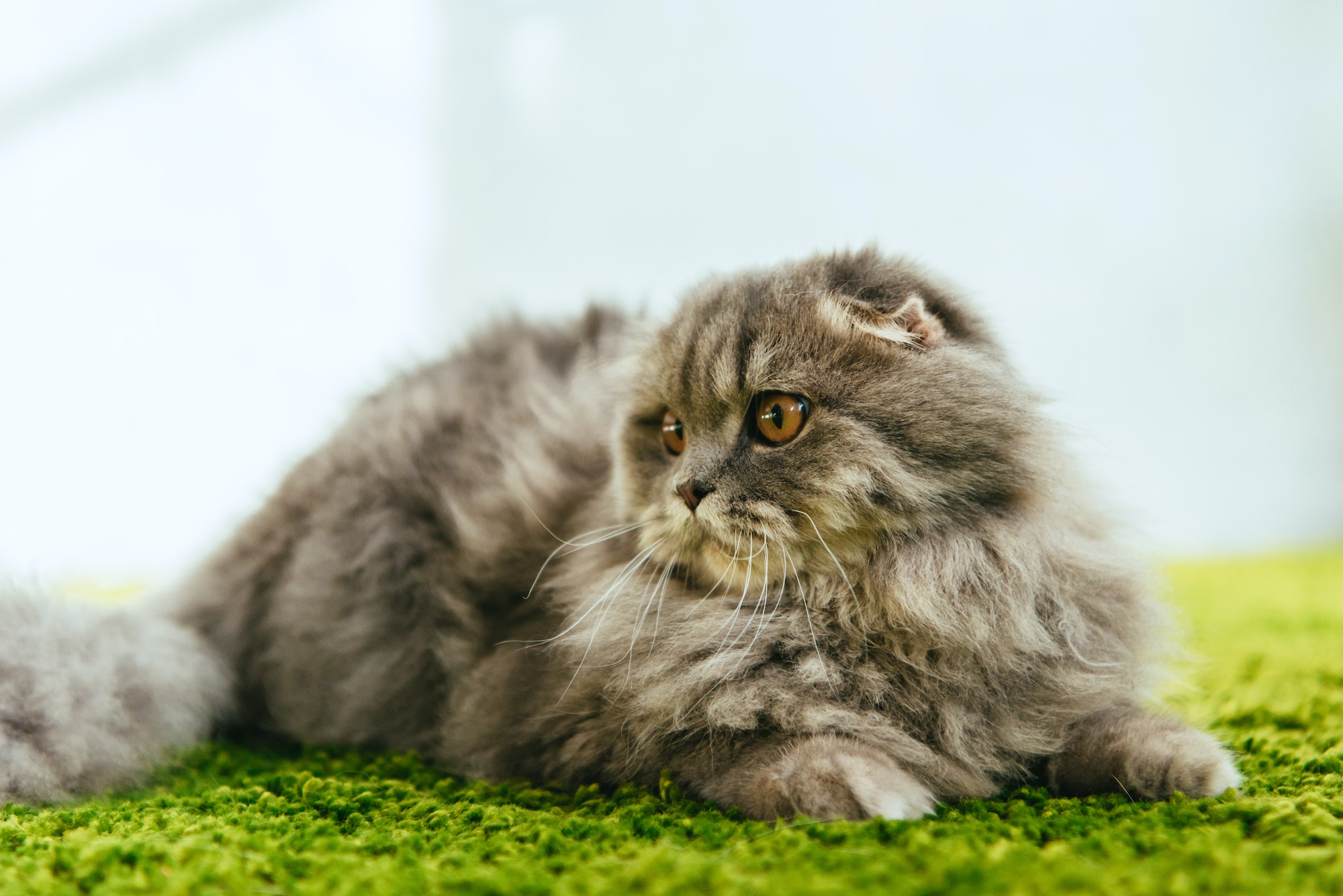 close up view of adorable british longhair cat laying on floor