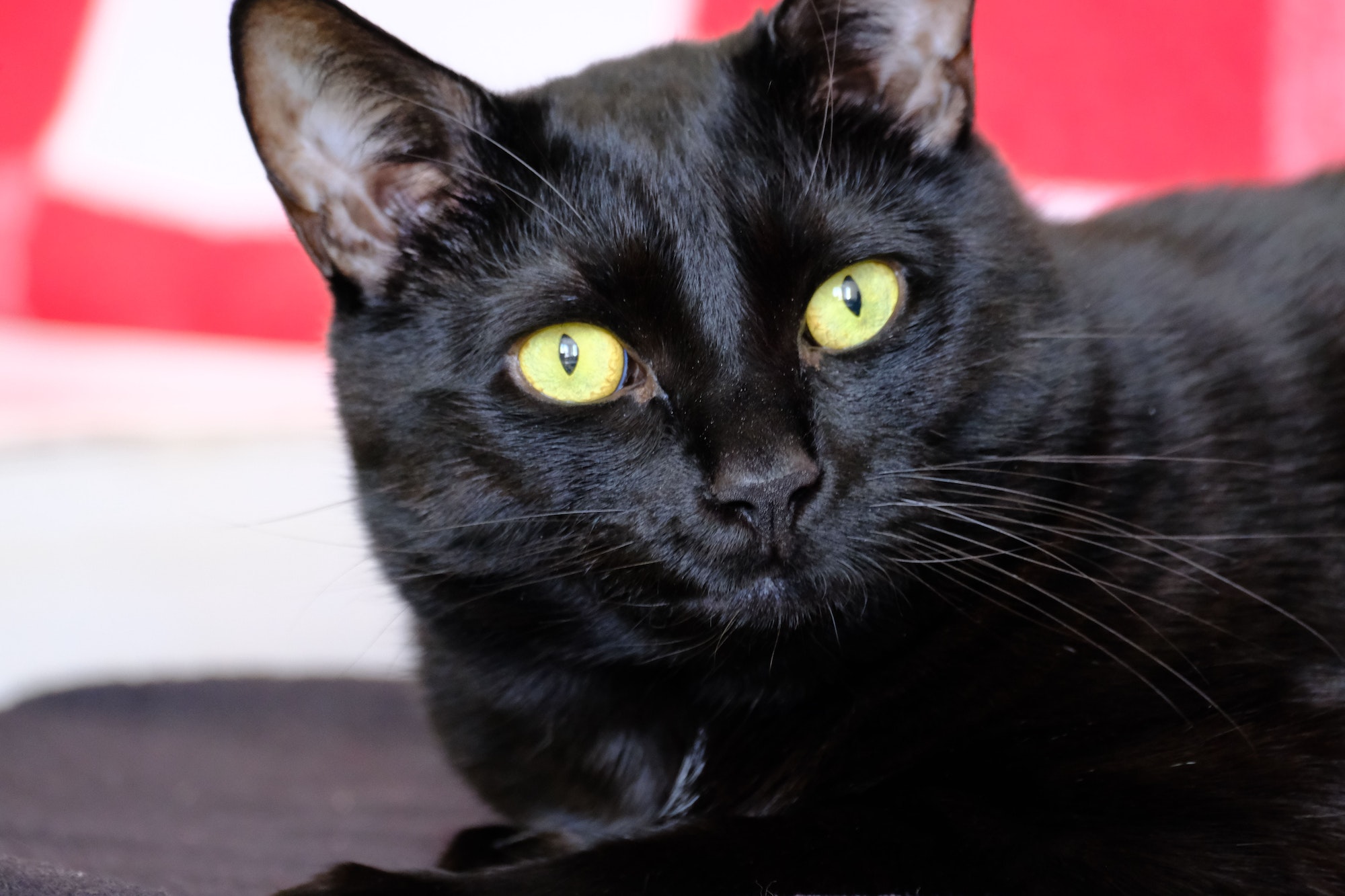 Closeup shot of a Bombay cat on the blurry background