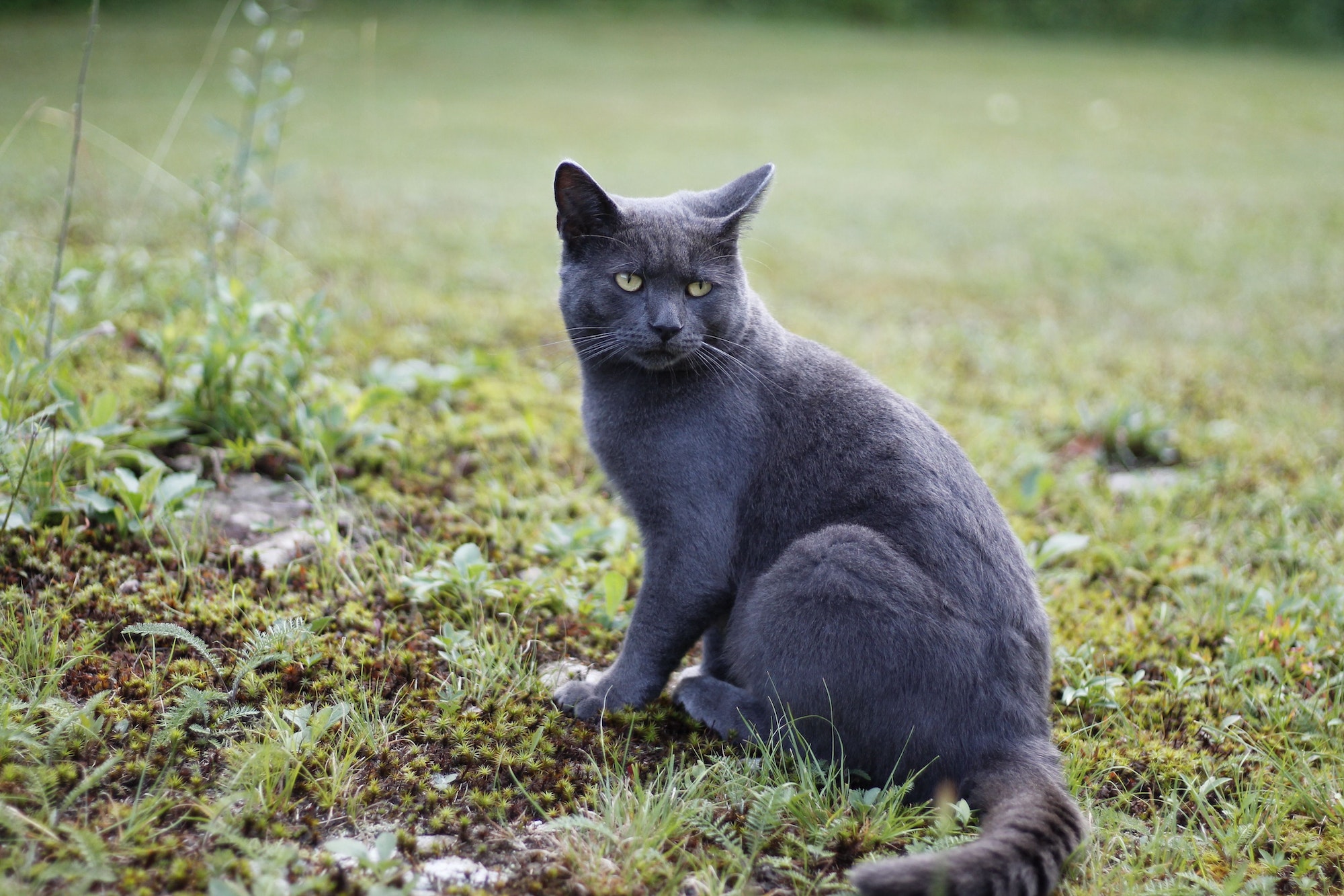 Closeup shot of a shorthair gray cat sitting on the grass in the park with blurred background