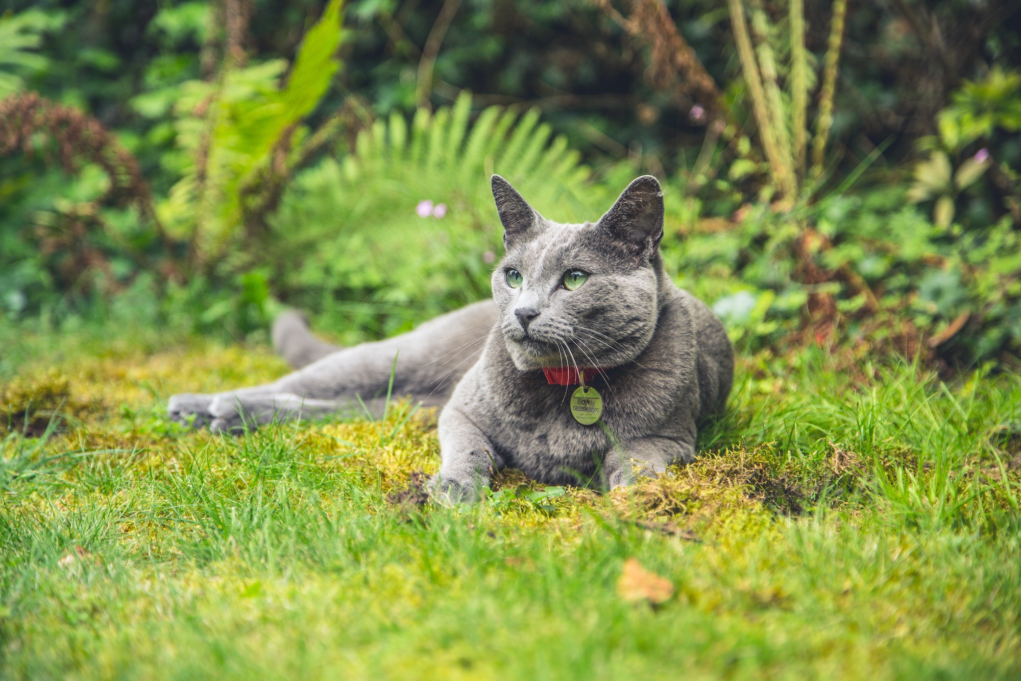 Closeup shot of Chartreux cat in the green meadow