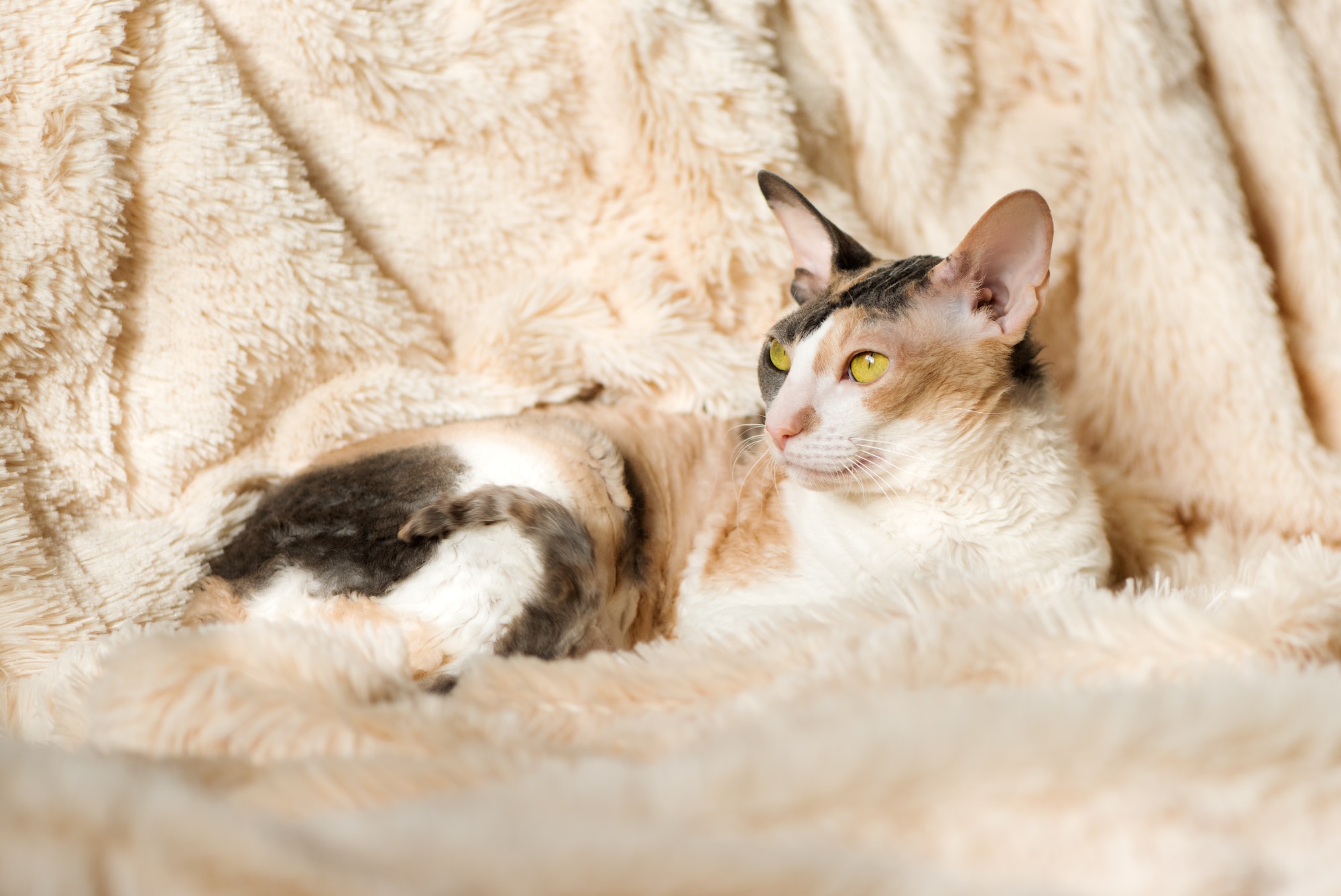 Cornish Rex cat in Fur