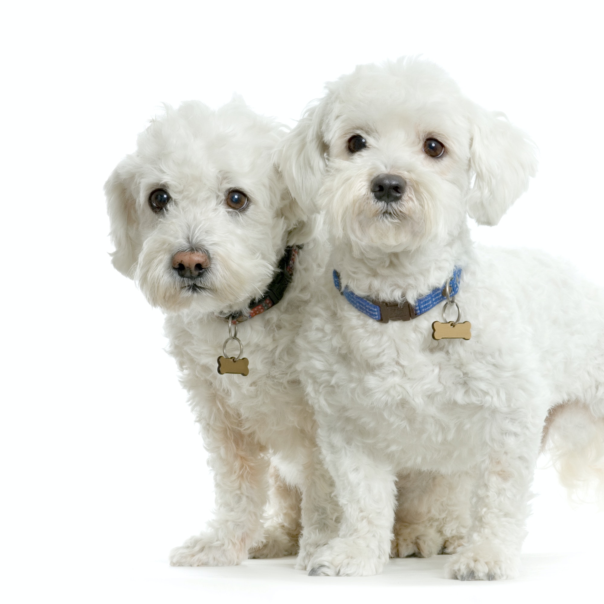 Couple de bichon maltais