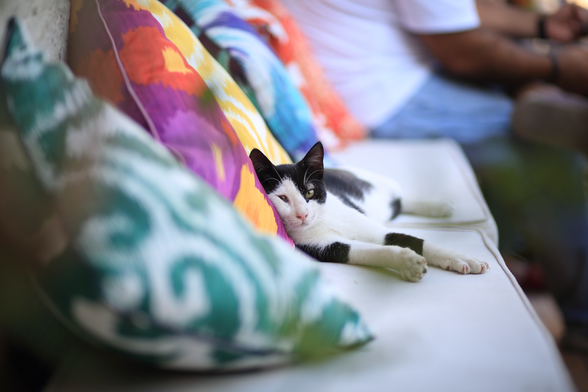 Cross-eyed cat on the sofa outside