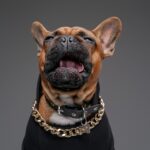 Crying french bulldog dressed in sweater and golden chain
