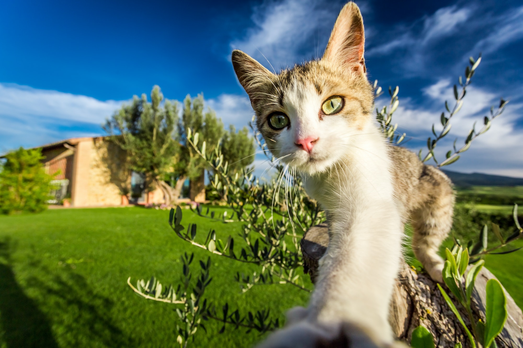 Curious cat in the countryside, Tuscany