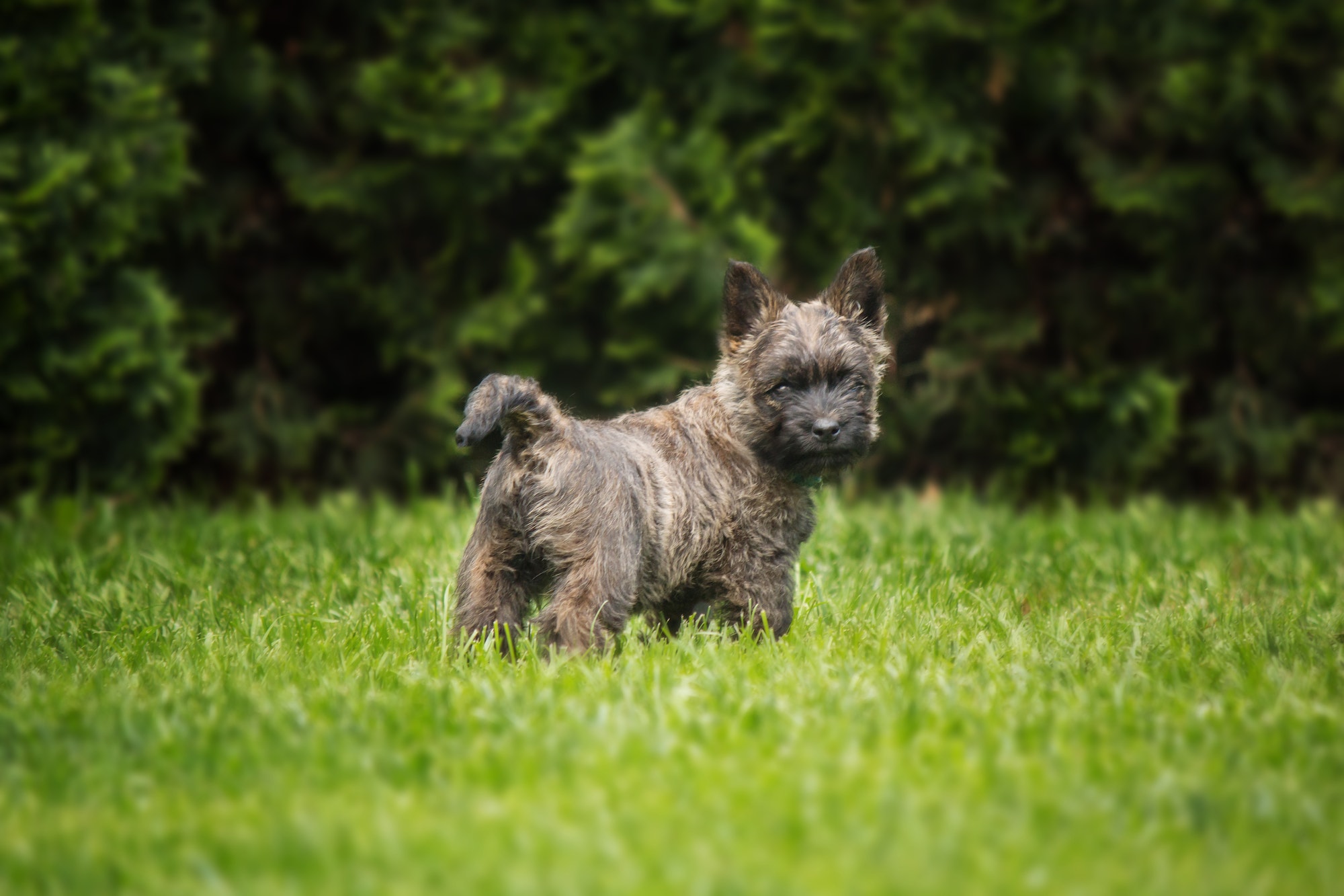 Cairn Terrier