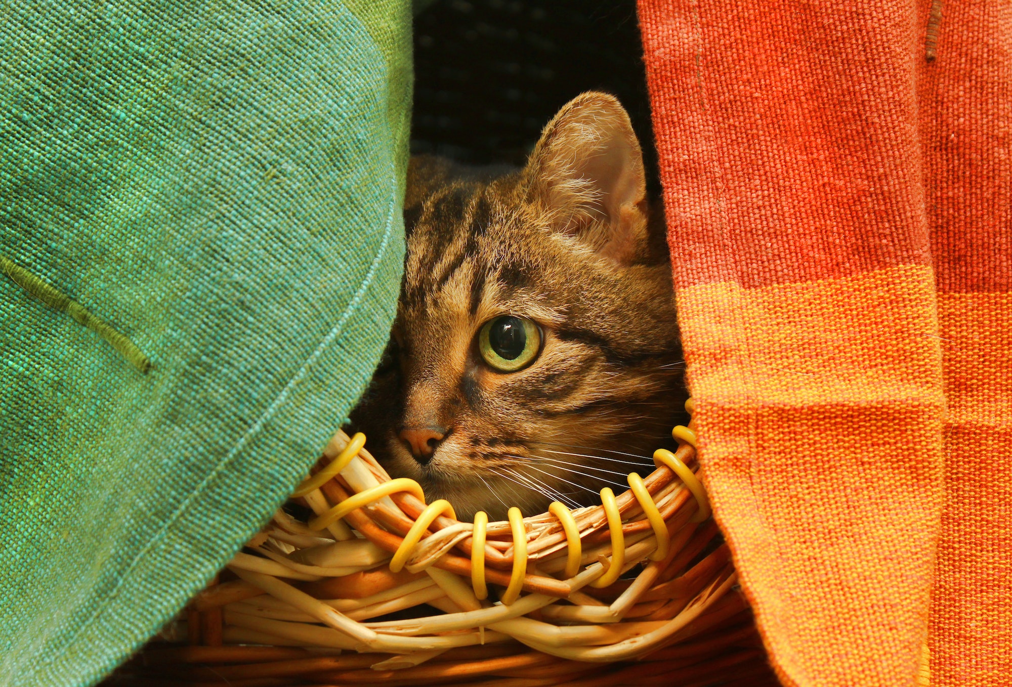 Cute cat watching from her hiding place