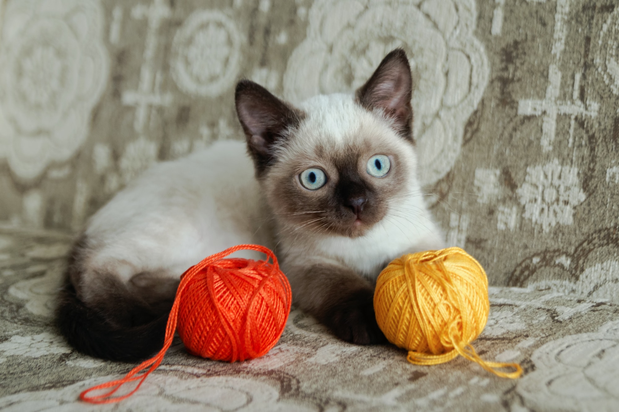 Cute color-point kitten with blue eyes is sitting on a beige sofa and playing with colorful balls of
